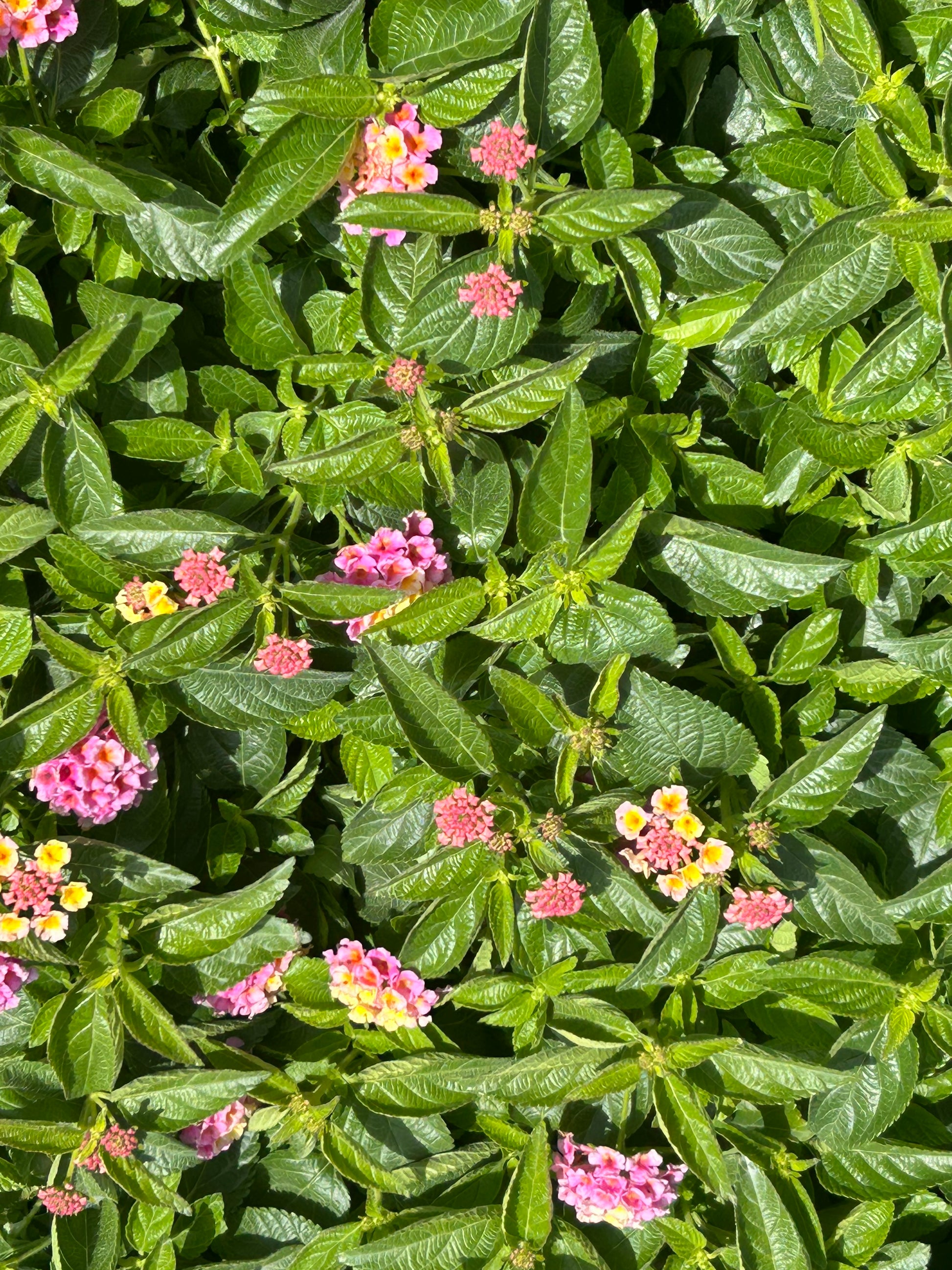 Pink Lantana