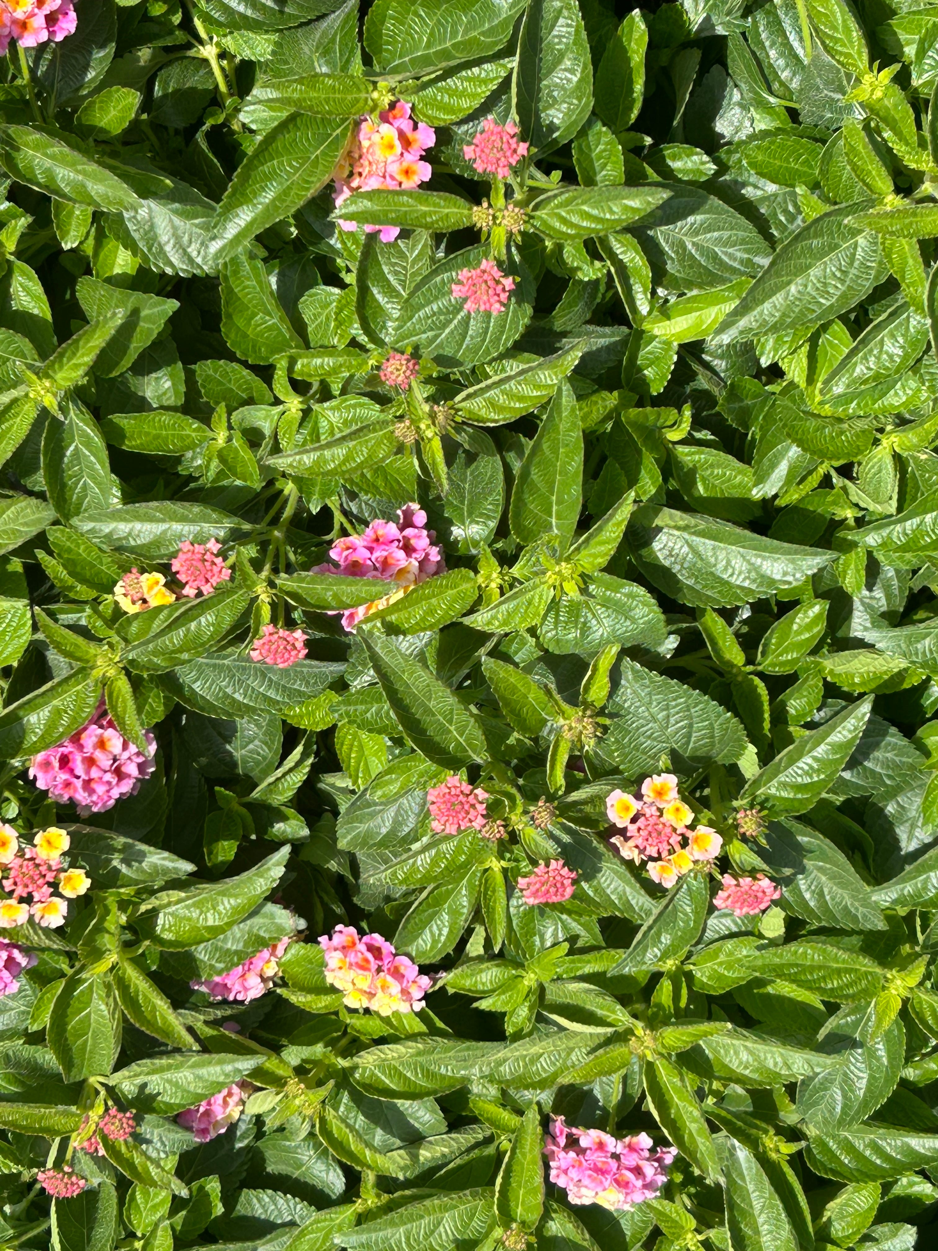 Pink Lantana