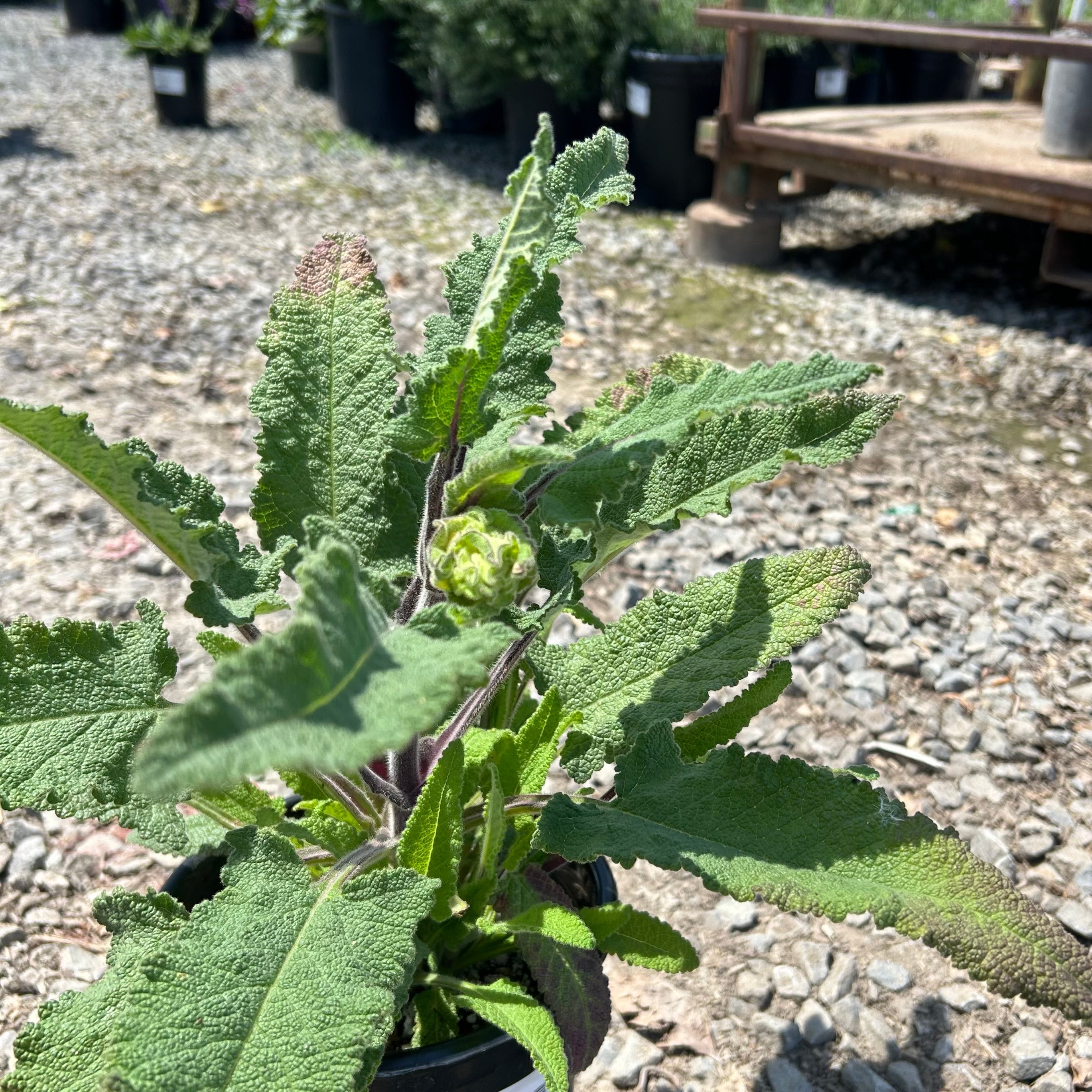 Hummingbird Sage One Gallon Plant