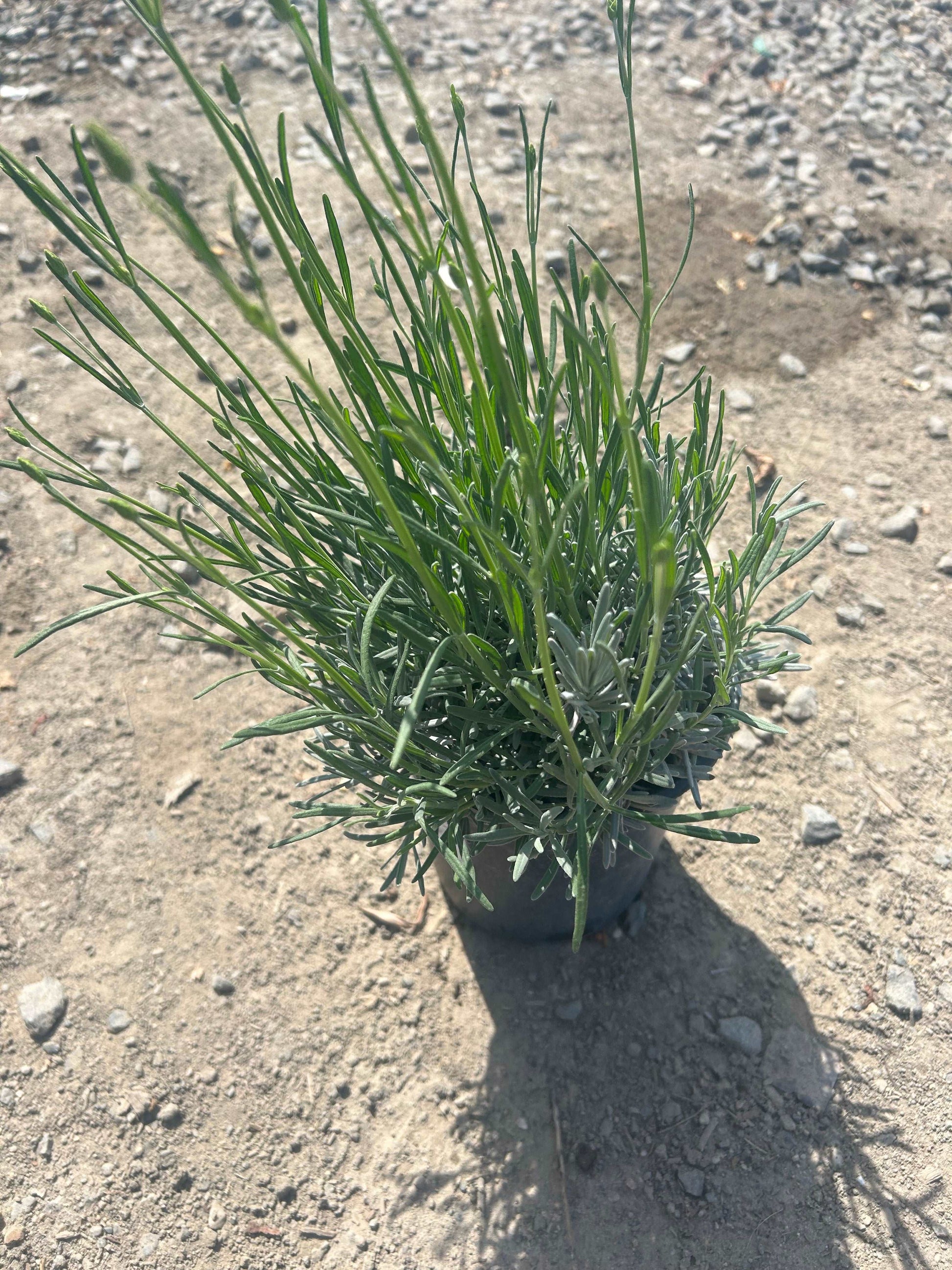 Phenomenal Lavender plant