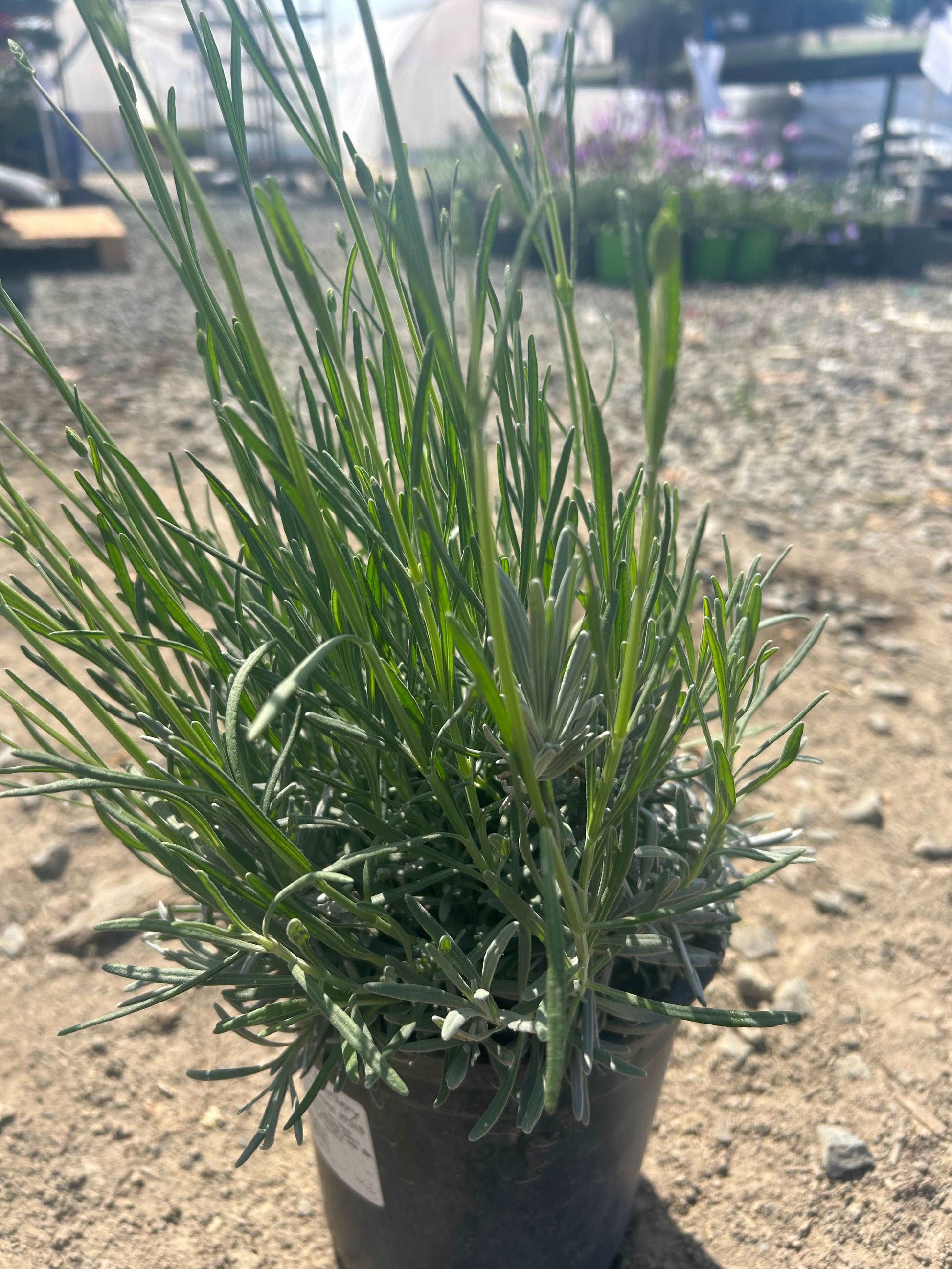 Lavandula X Intermedia Phenomenal Lavender One Gallon