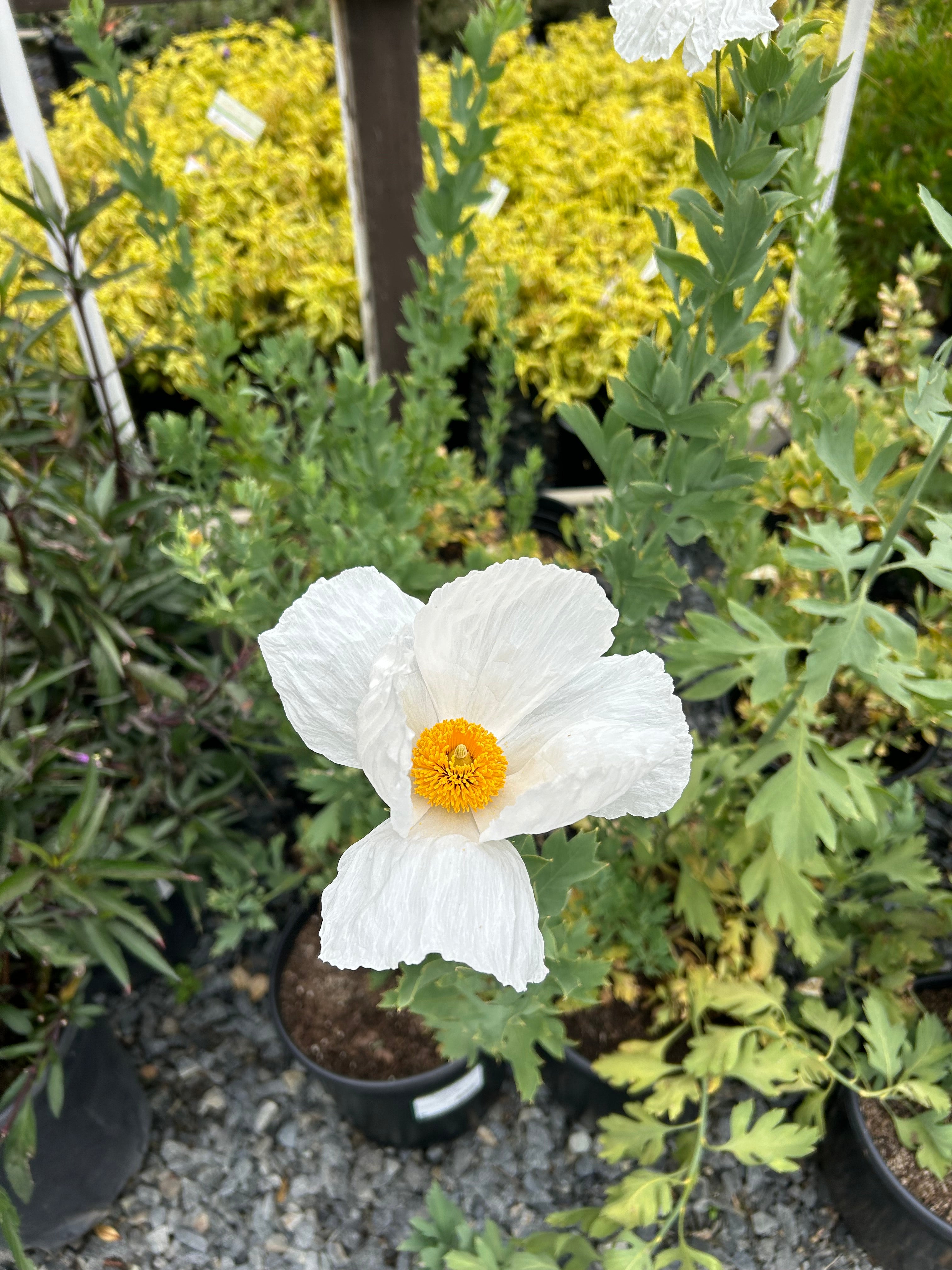 Tree poppy flower