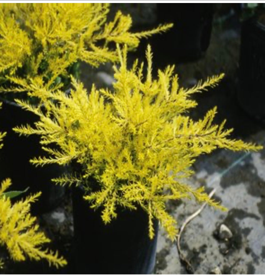 Coleonema Pulchellum Sunset Gold Golden Breath of Heaven One Gallon Size Healthy Harvesters