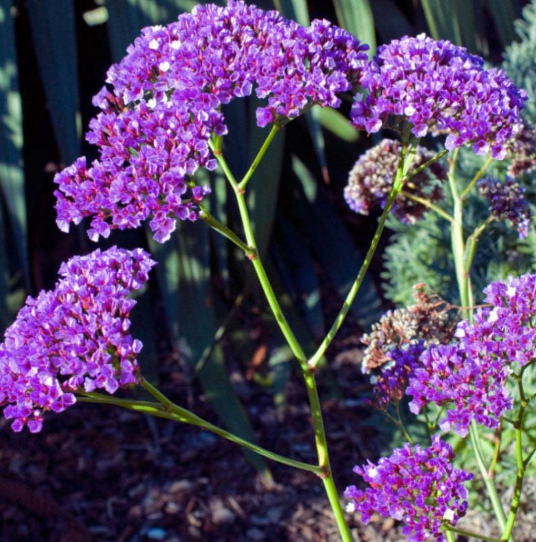 Limonium Perezii Sea Lavender One Gallon Size Healthy Harvesters