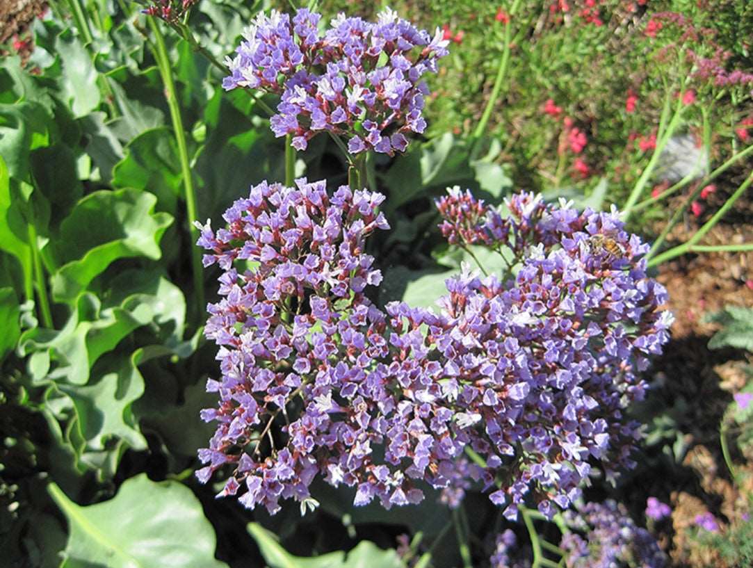 Limonium Perezii Sea Lavender One Gallon Size Healthy Harvesters