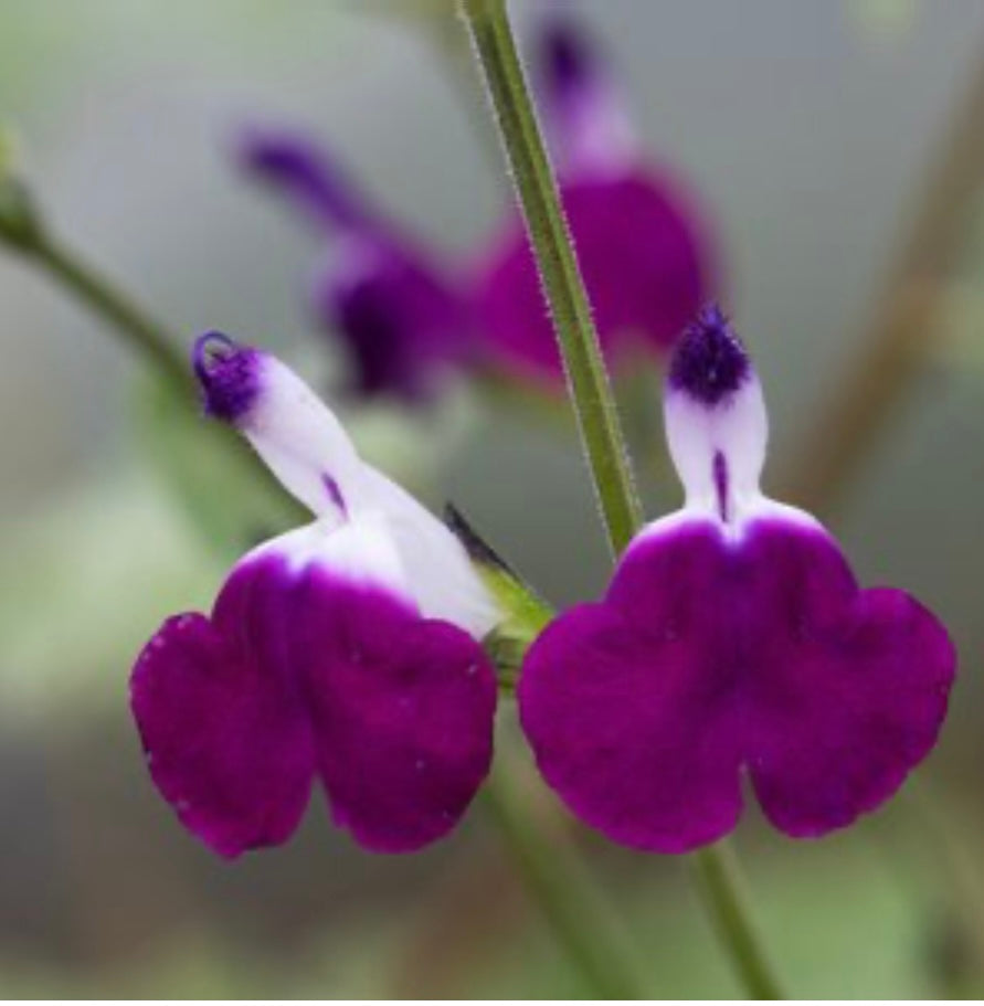 Salvia Greggii Amethyst Lips Autumn Sage Plant One Gallon Size Healthy Harvesters