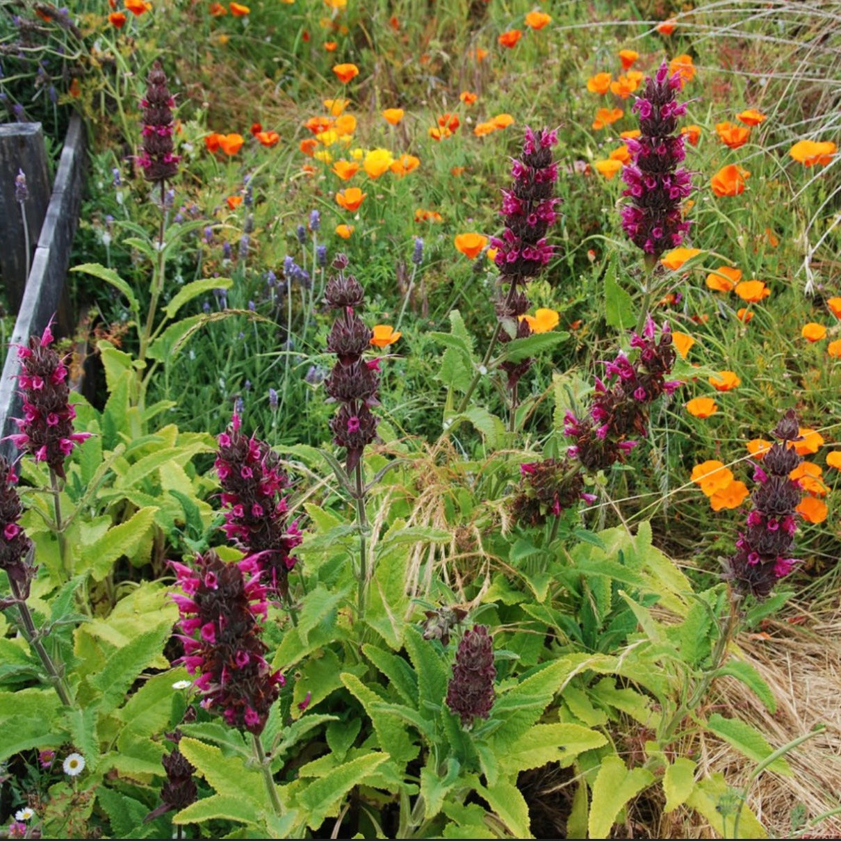 Salvia Spathacea Hummingbird Sage