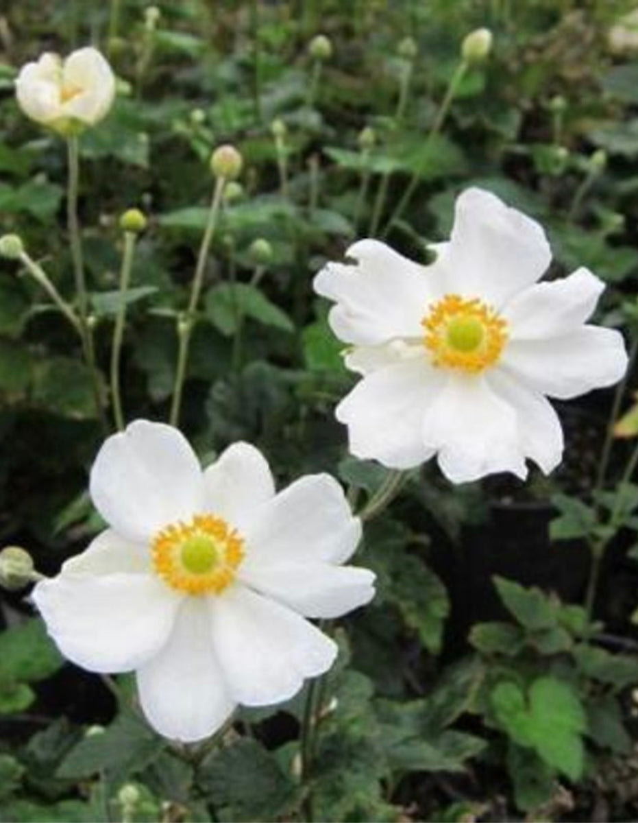 Anemone X Hybrida Honorine Jobert Japanese Anemone Plant 1 Gallon Size Healthy Harvesters