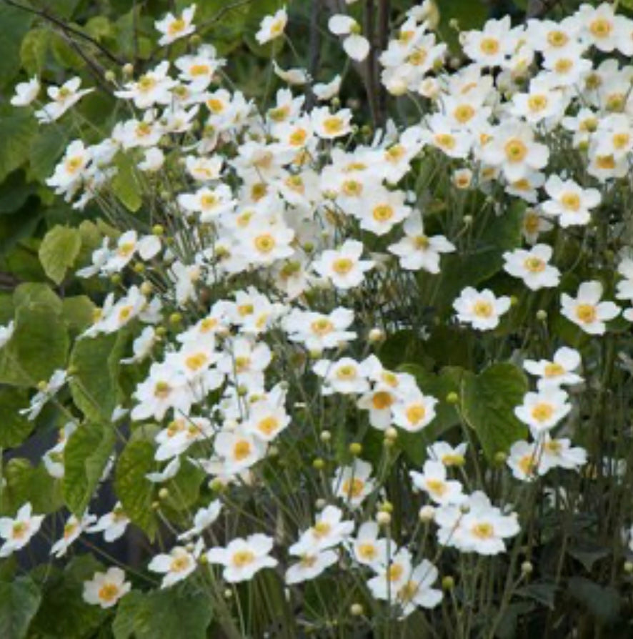 Anemone X Hybrida Honorine Jobert Japanese Anemone Plant 1 Gallon Size Healthy Harvesters