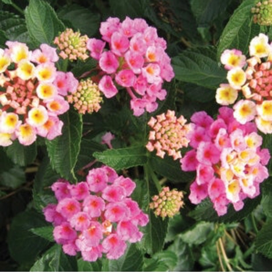 Lantana Camara Bandana Pink Lantana One Gallon Plant Healthy Harvesters