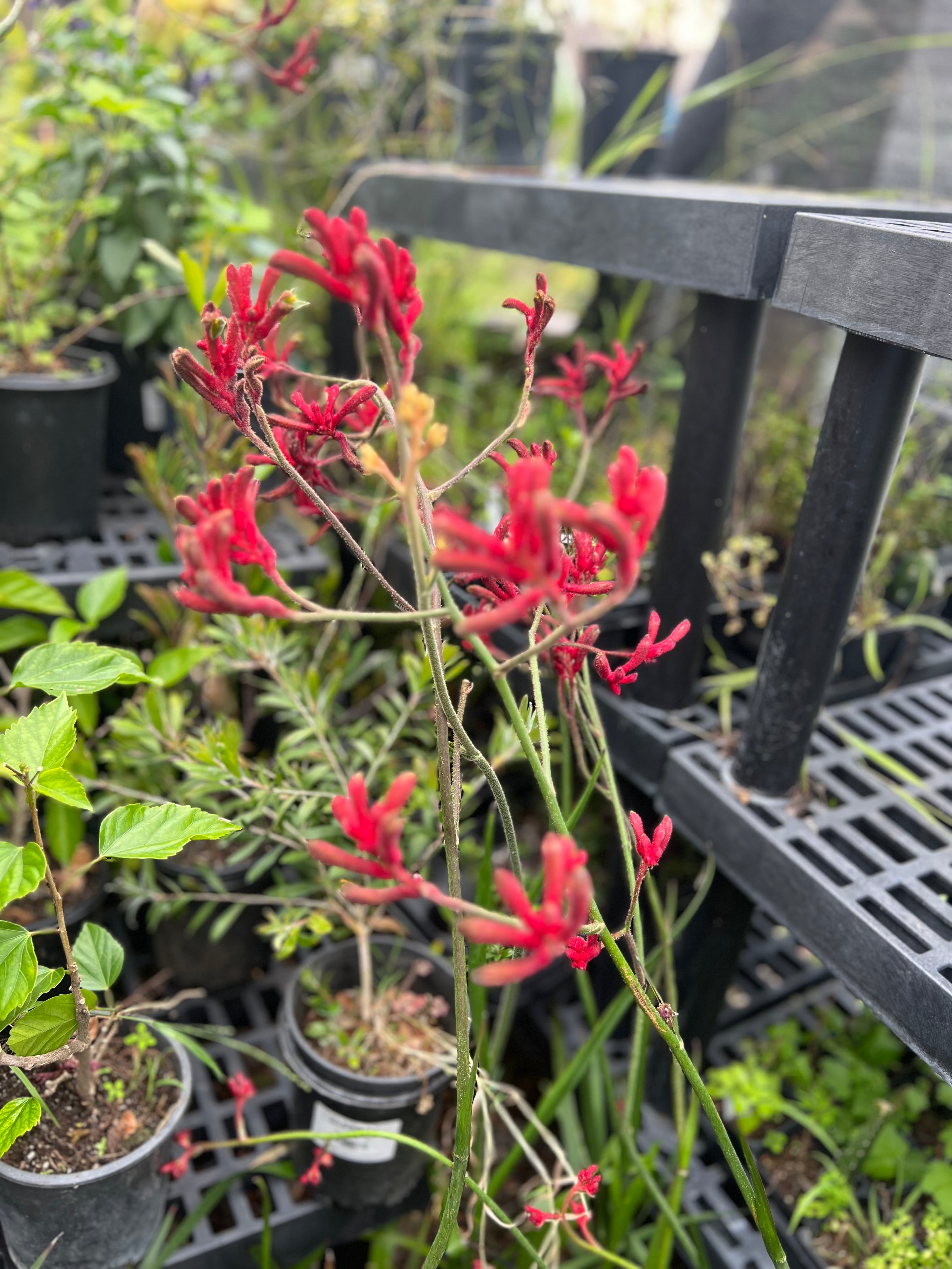 Big Red Kangaroo Paw