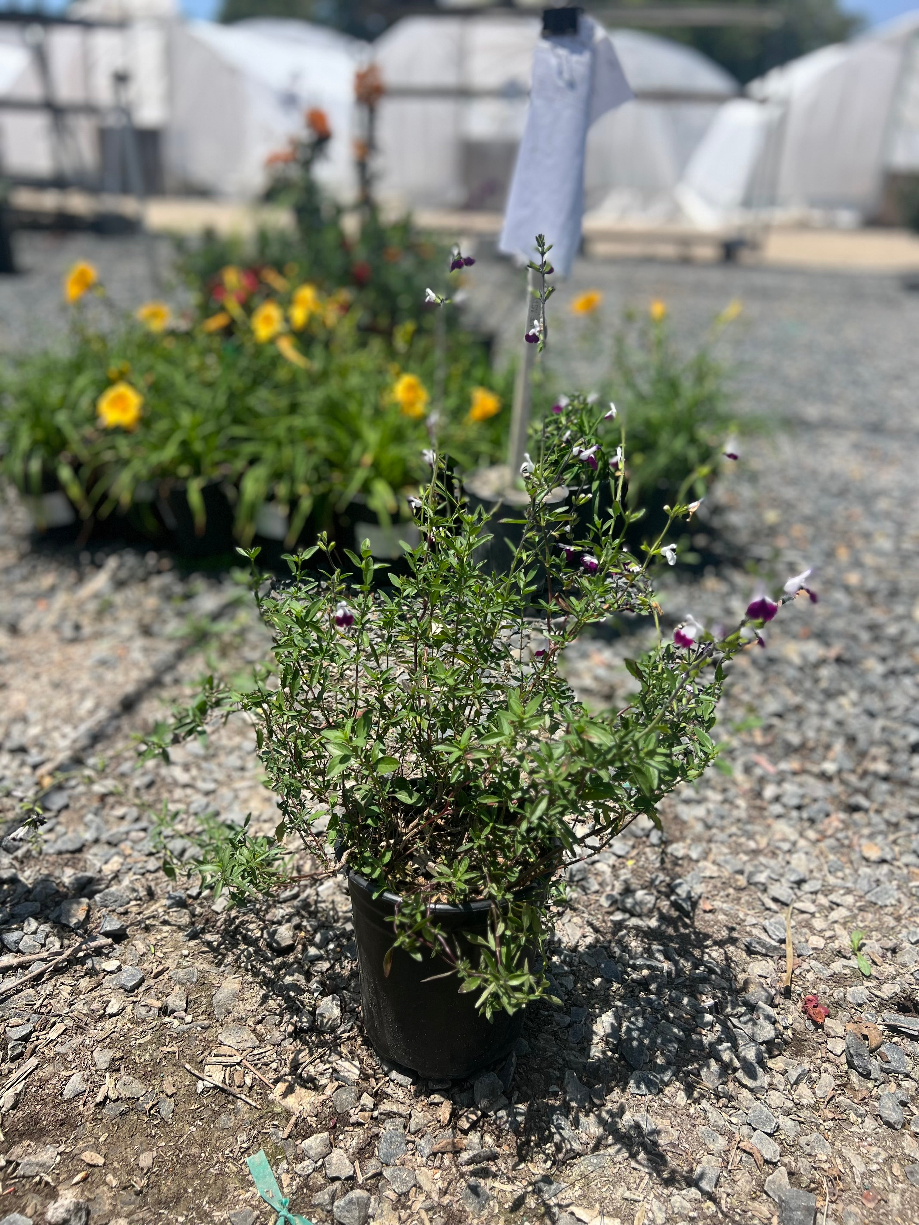 Salvia Greggii Amethyst Lips Sage