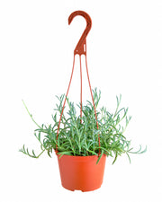 Senecio Radicans 'String of Fishhooks'