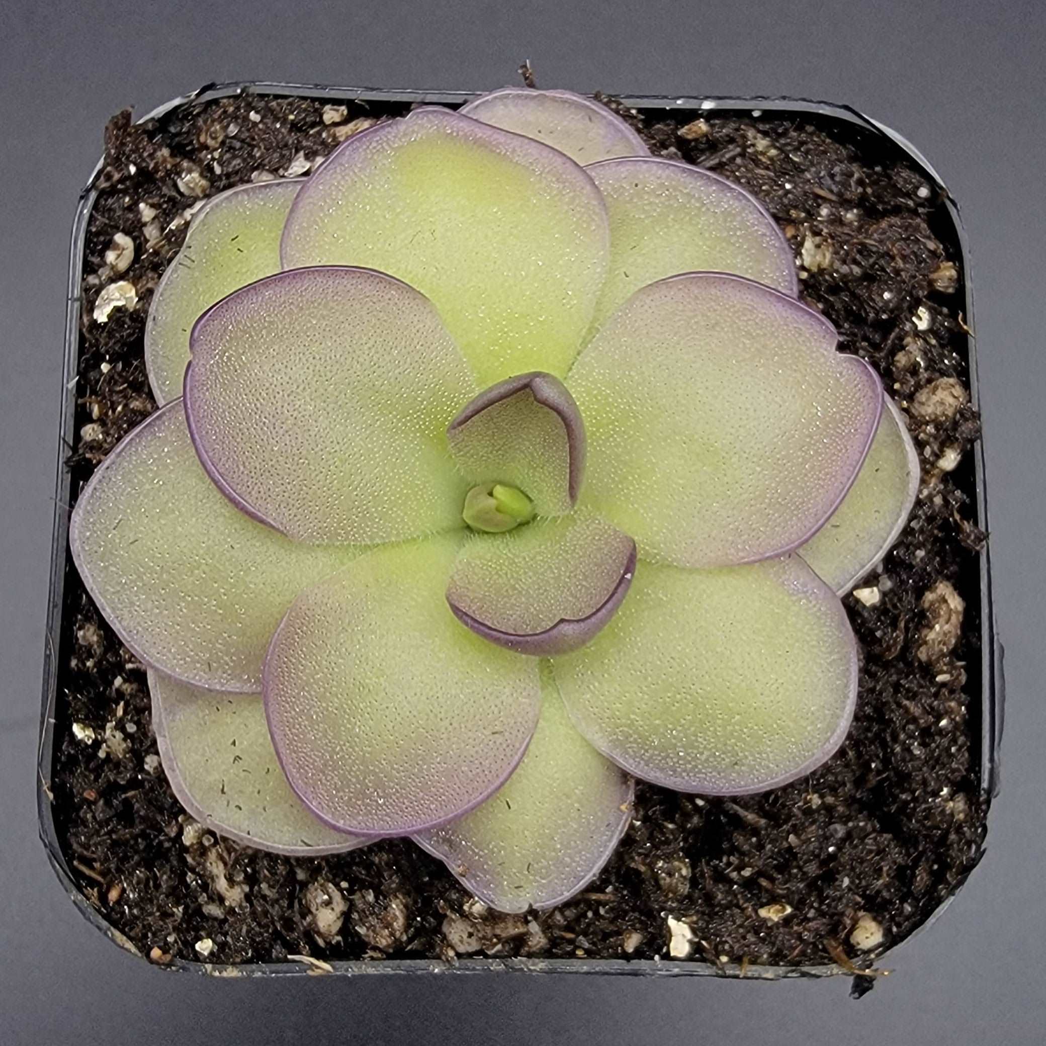 Pinguicula "Leilani" Rainbow Carnivorous Plants LLC