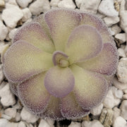 Pinguicula "Penny"