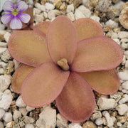 Pinguicula 'Riva' Rainbow Carnivorous Plants LLC