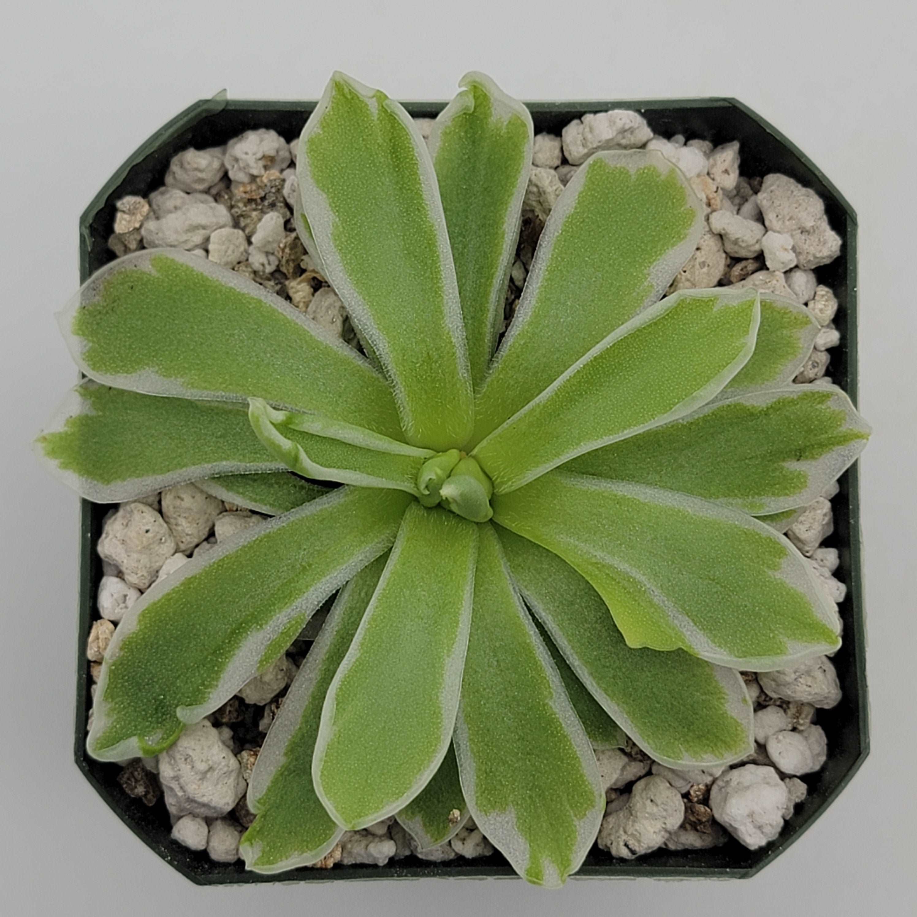 Pinguicula "Snow Queen" Rainbow Carnivorous Plants LLC