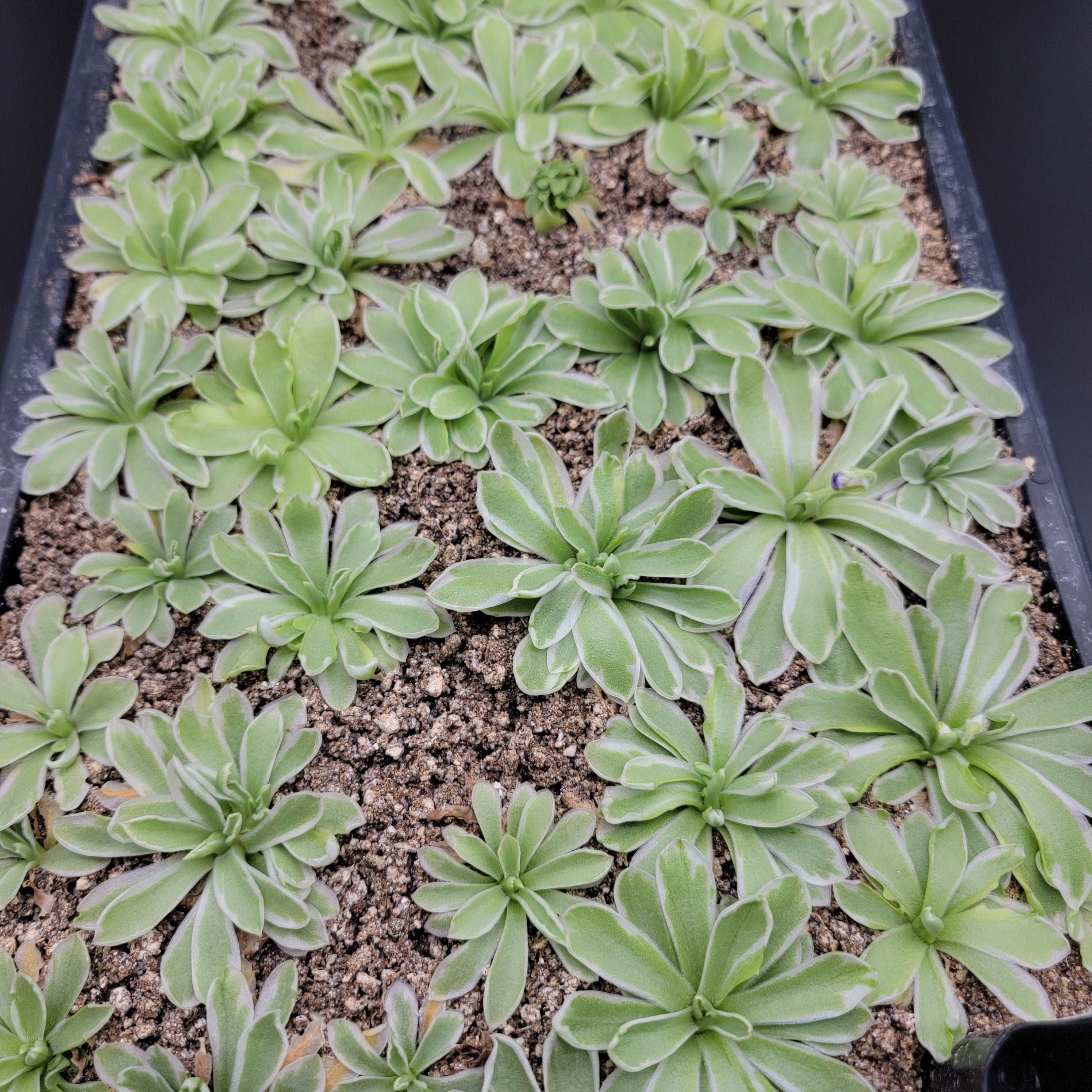 Pinguicula "Snow Queen" Rainbow Carnivorous Plants LLC