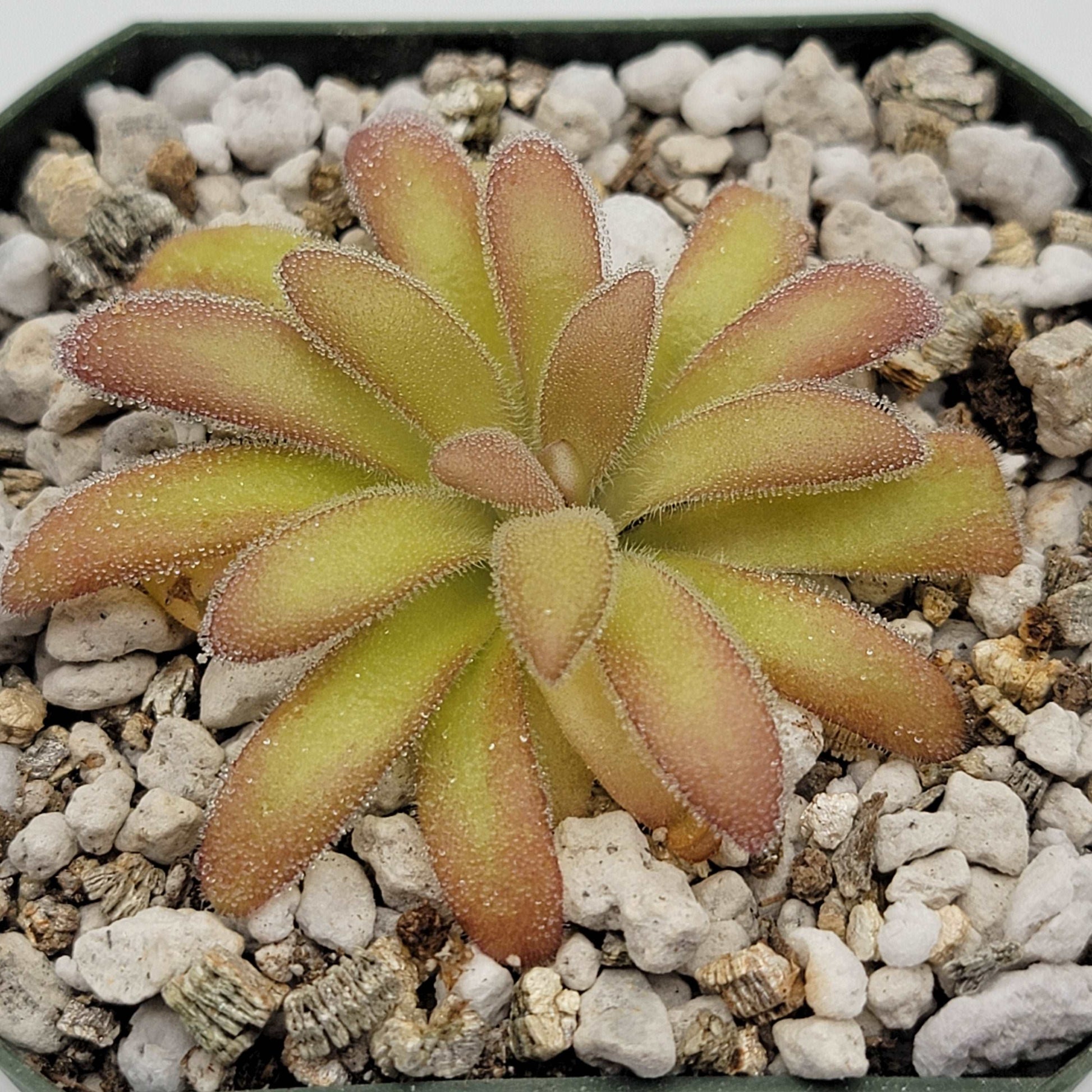 Pinguicula agnata 'El Lobo' x gypsicola Rainbow Carnivorous Plants LLC