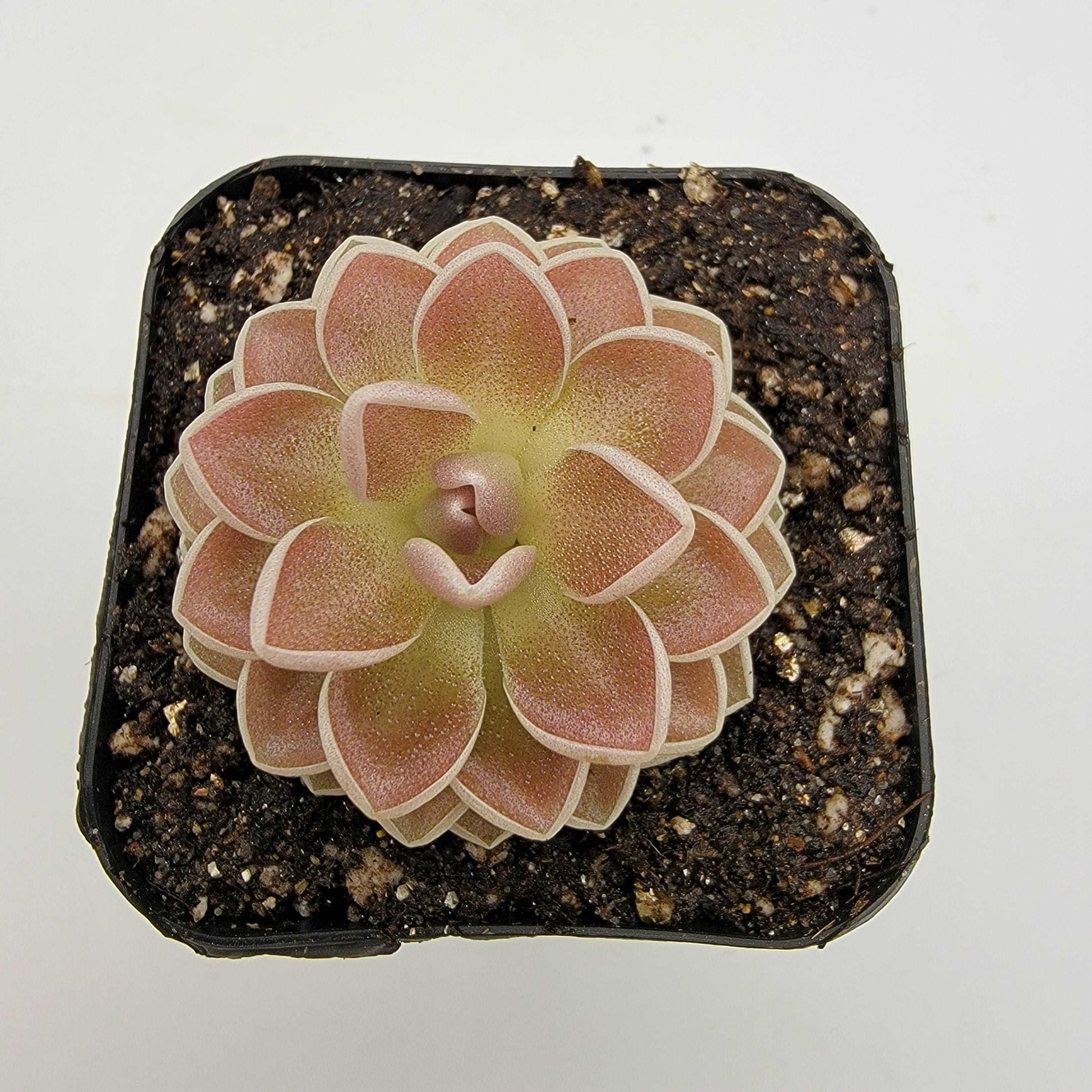 Pinguicula ehlersiae 'Victoria' Rainbow Carnivorous Plants LLC