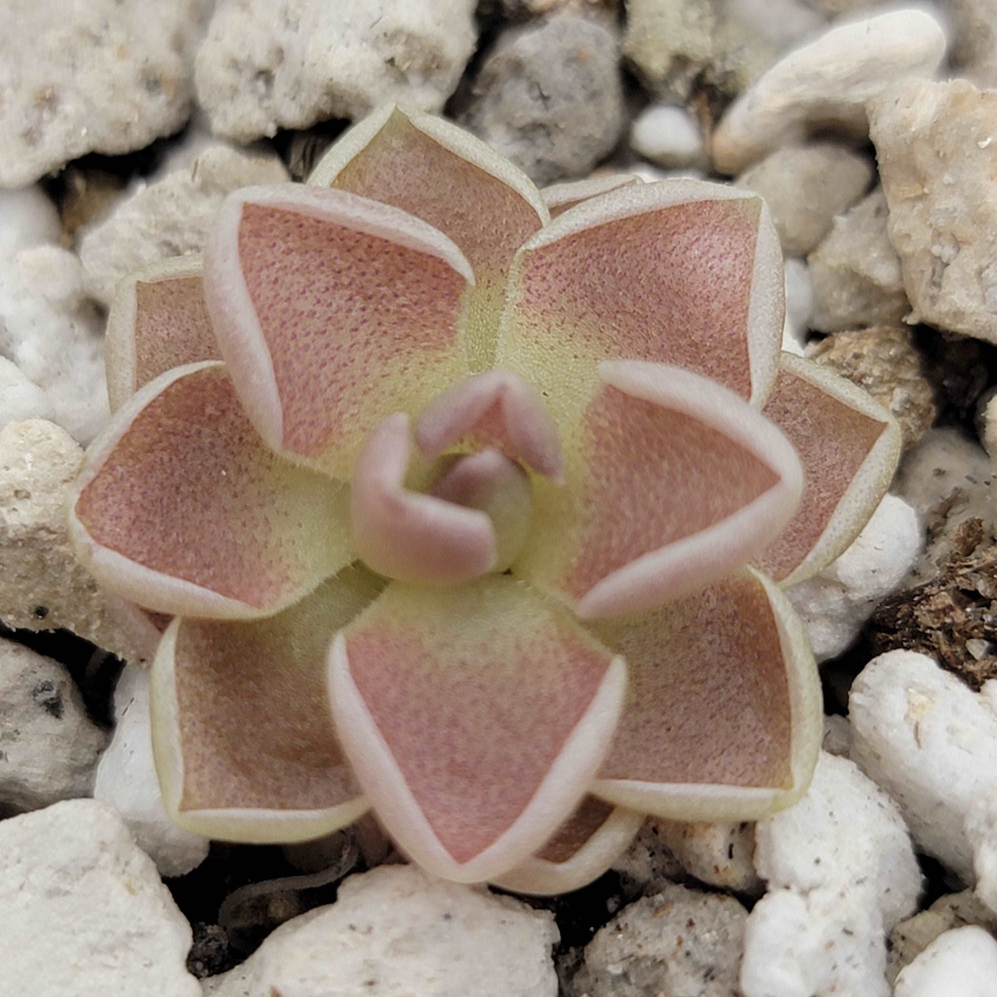 Pinguicula ehlersiae 'Victoria' Rainbow Carnivorous Plants LLC