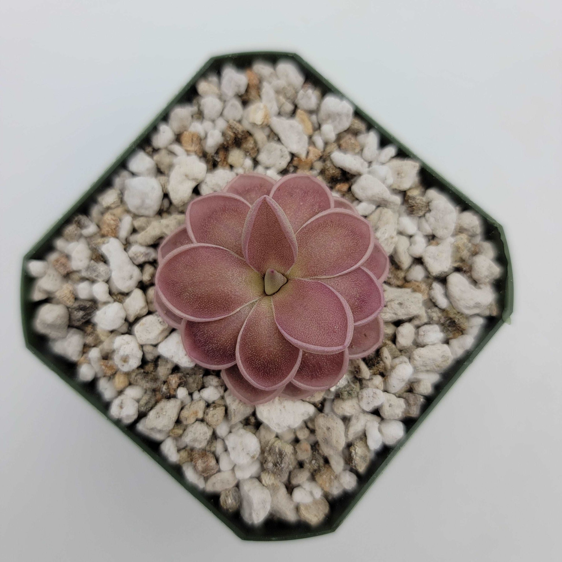 Pinguicula ehlersiae x mesophytica (clone #001) Rainbow Carnivorous Plants LLC