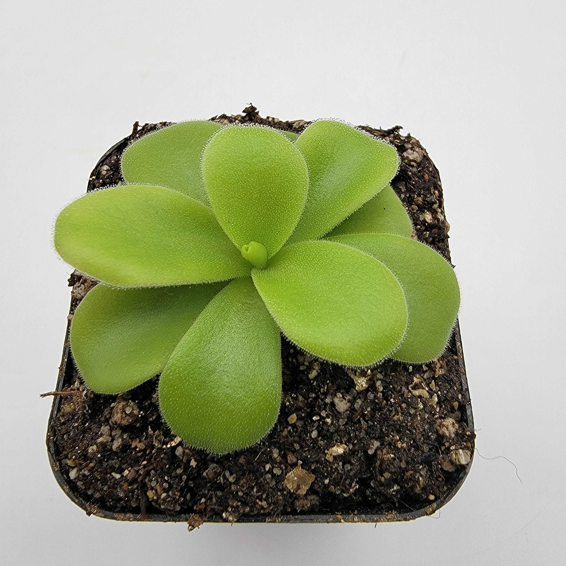 Pinguicula gigantea alba Rainbow Carnivorous Plants LLC
