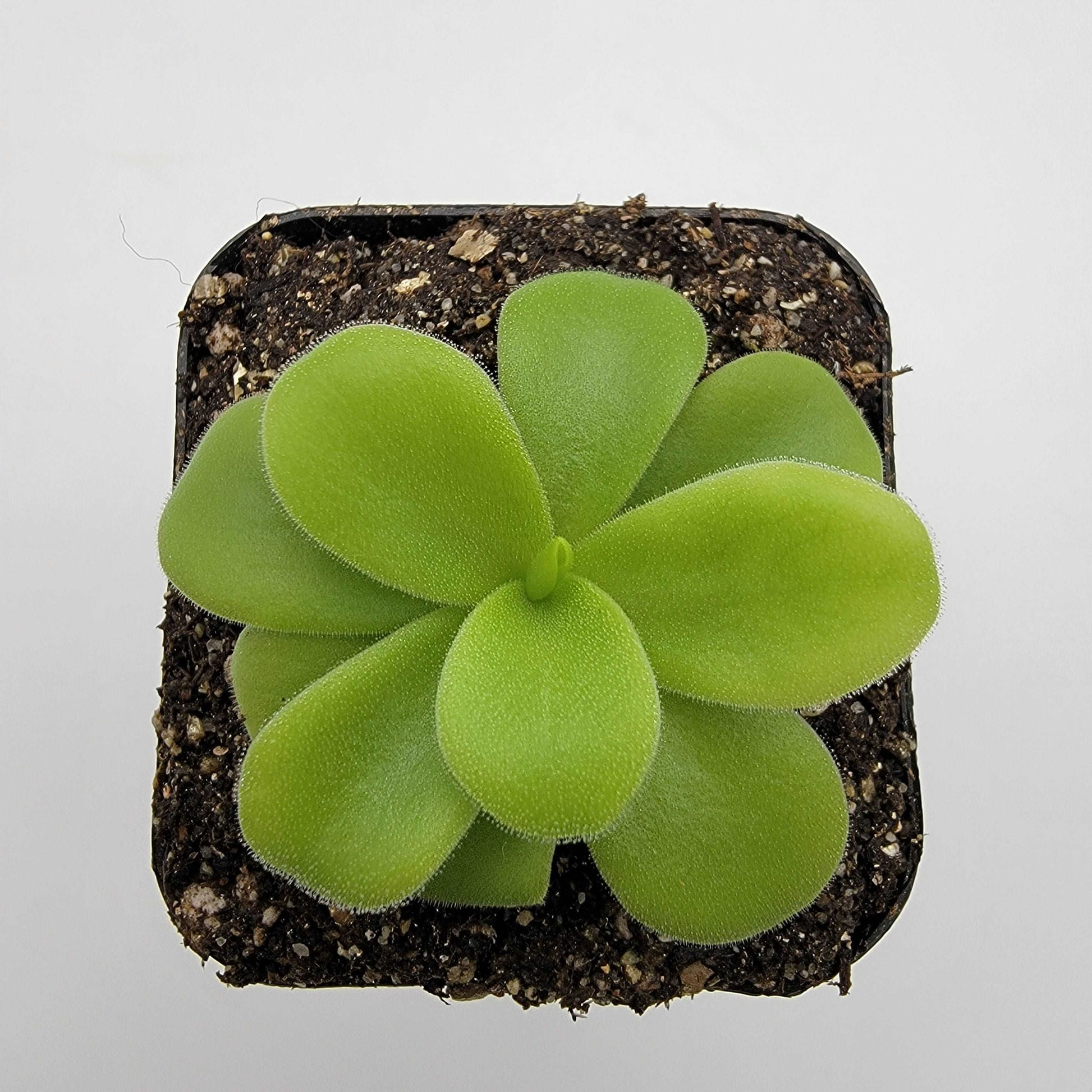 Pinguicula gigantea alba Rainbow Carnivorous Plants LLC