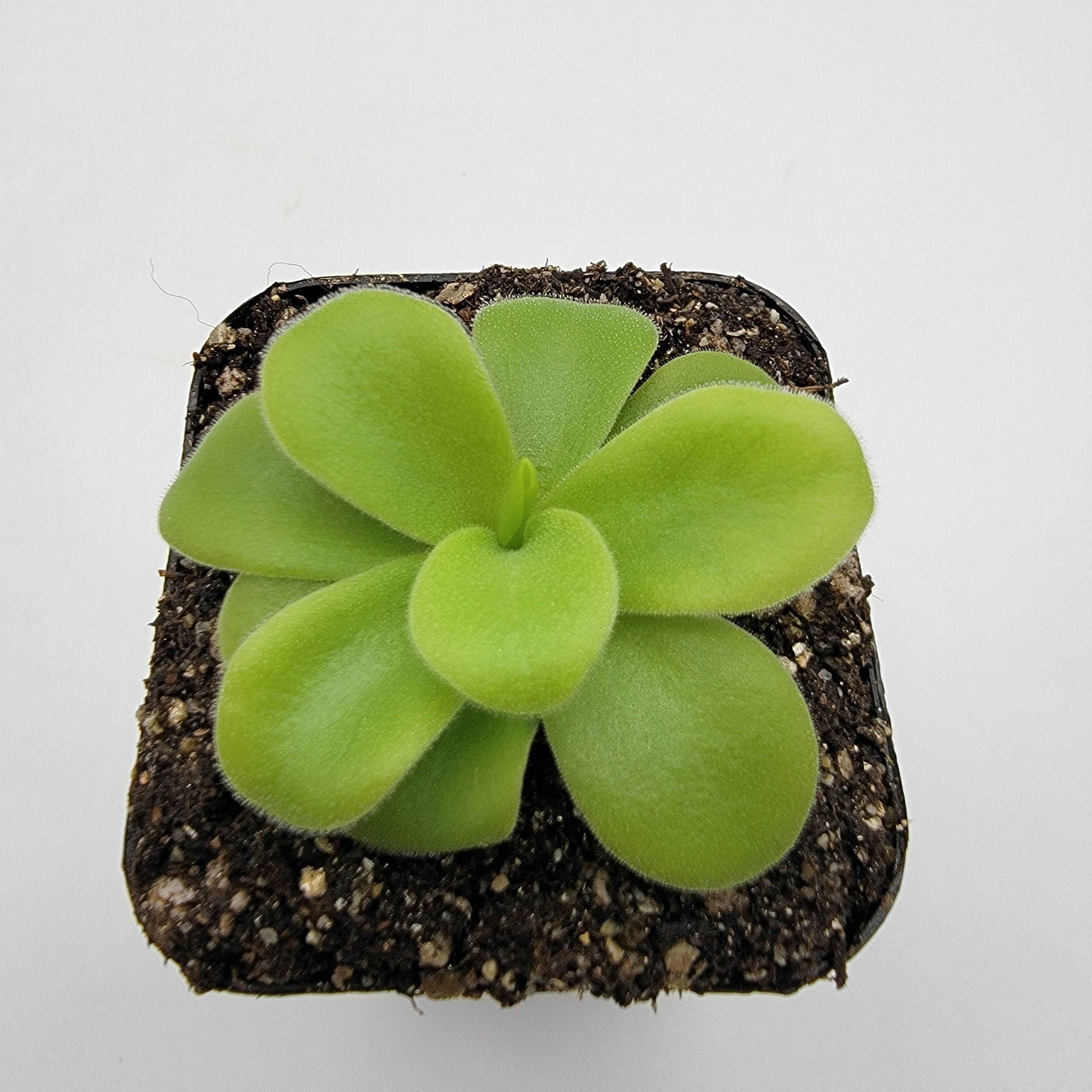 Pinguicula gigantea alba Rainbow Carnivorous Plants LLC