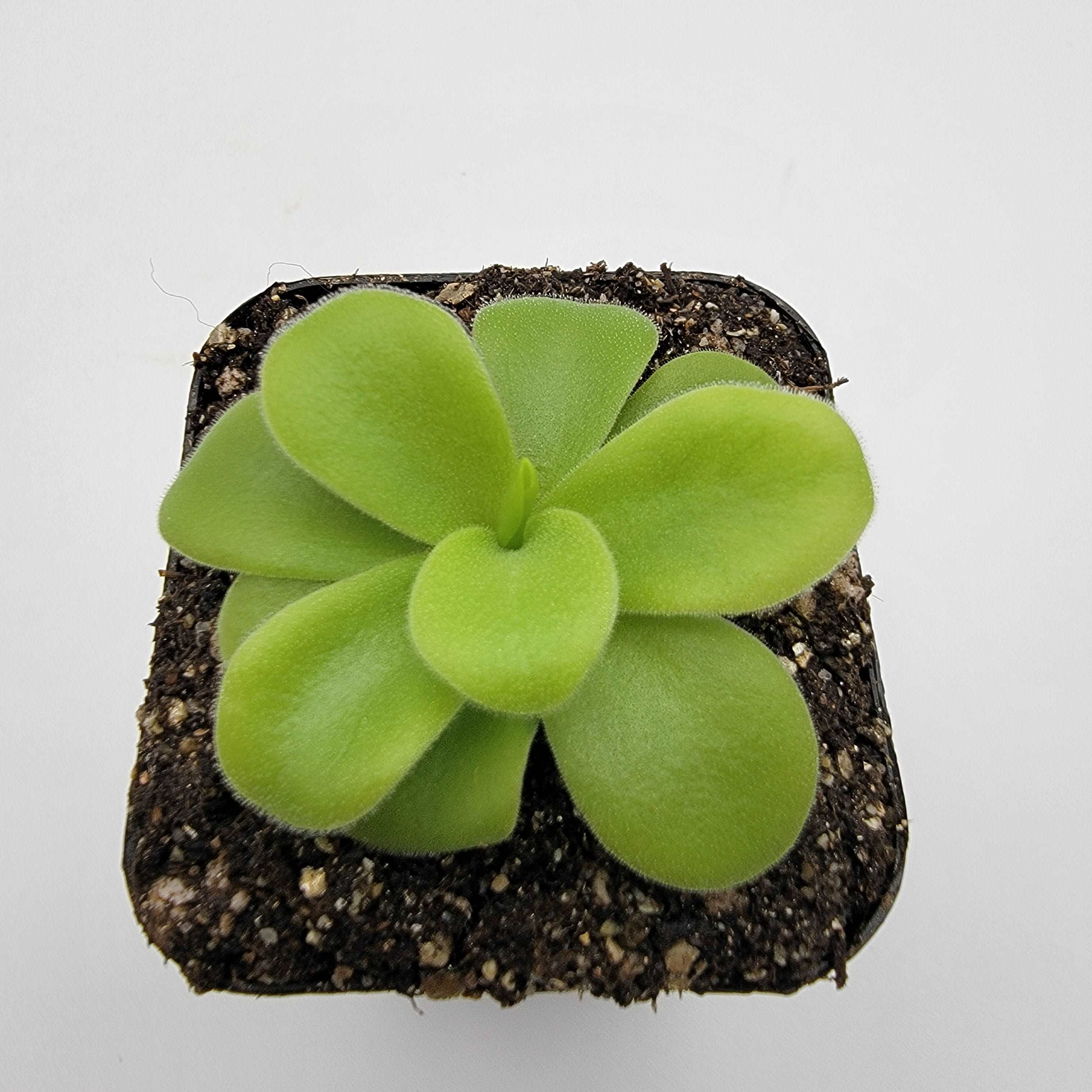 Pinguicula gigantea alba Rainbow Carnivorous Plants LLC