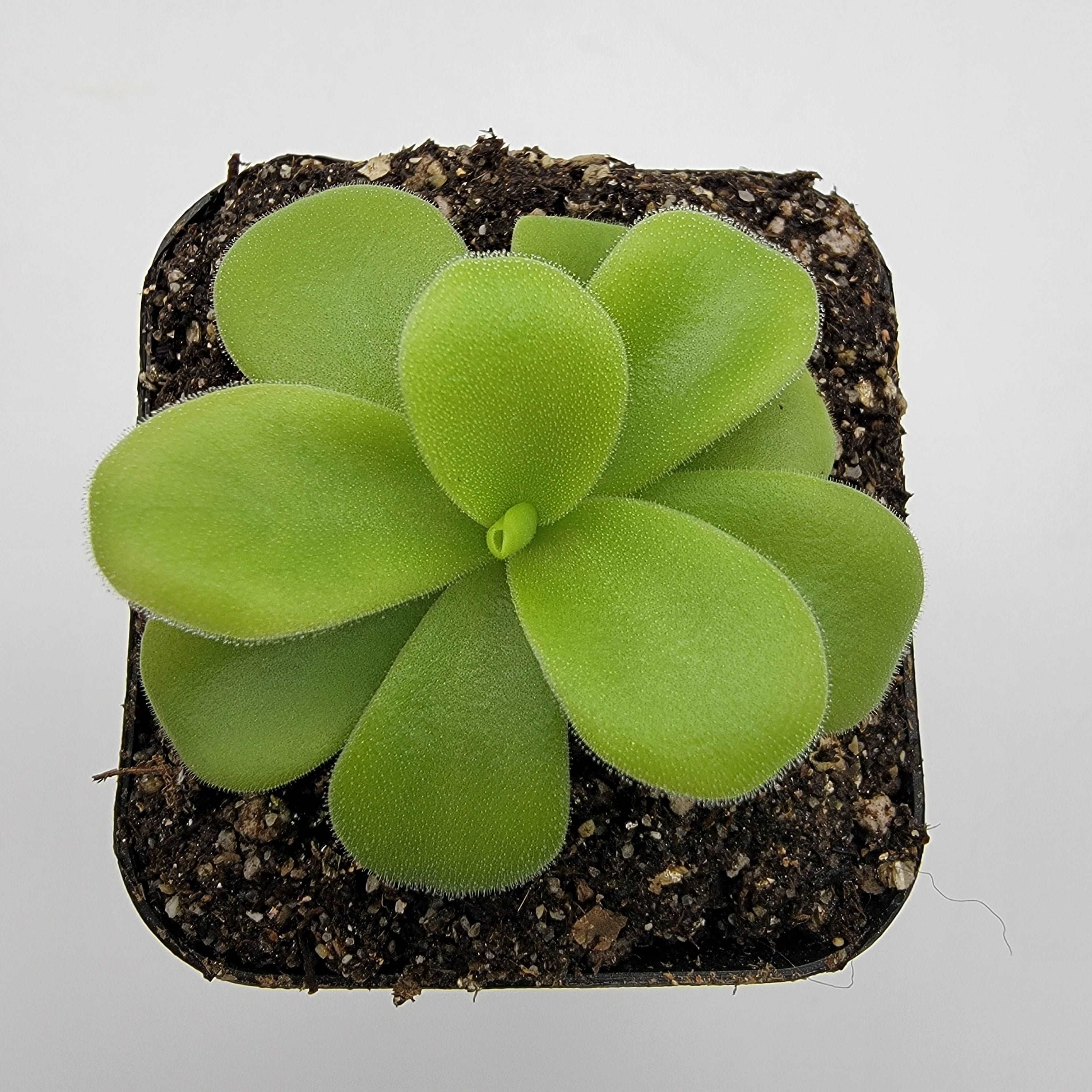Pinguicula gigantea alba Rainbow Carnivorous Plants LLC
