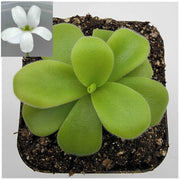 Pinguicula gigantea alba Rainbow Carnivorous Plants LLC