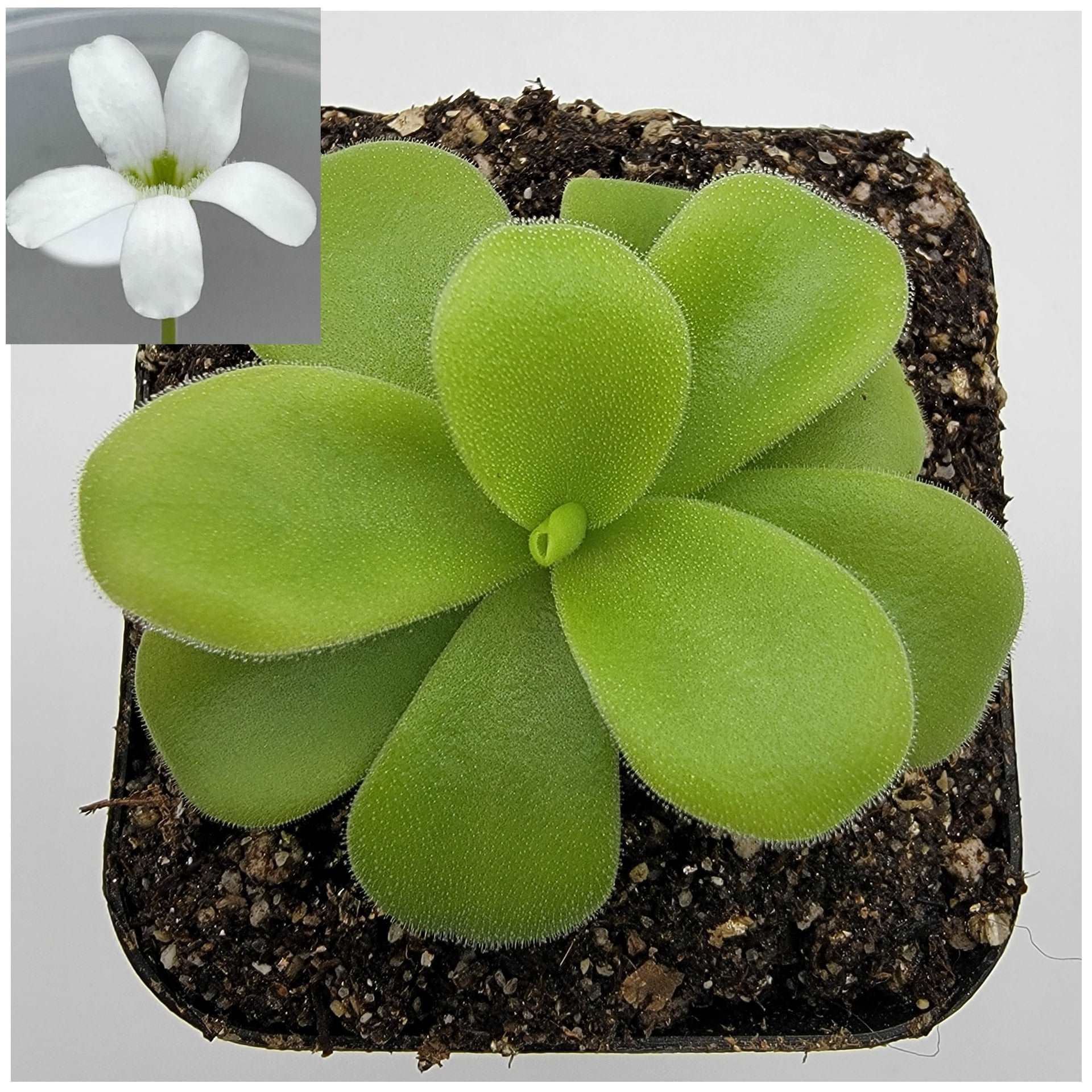 Pinguicula gigantea alba Rainbow Carnivorous Plants LLC
