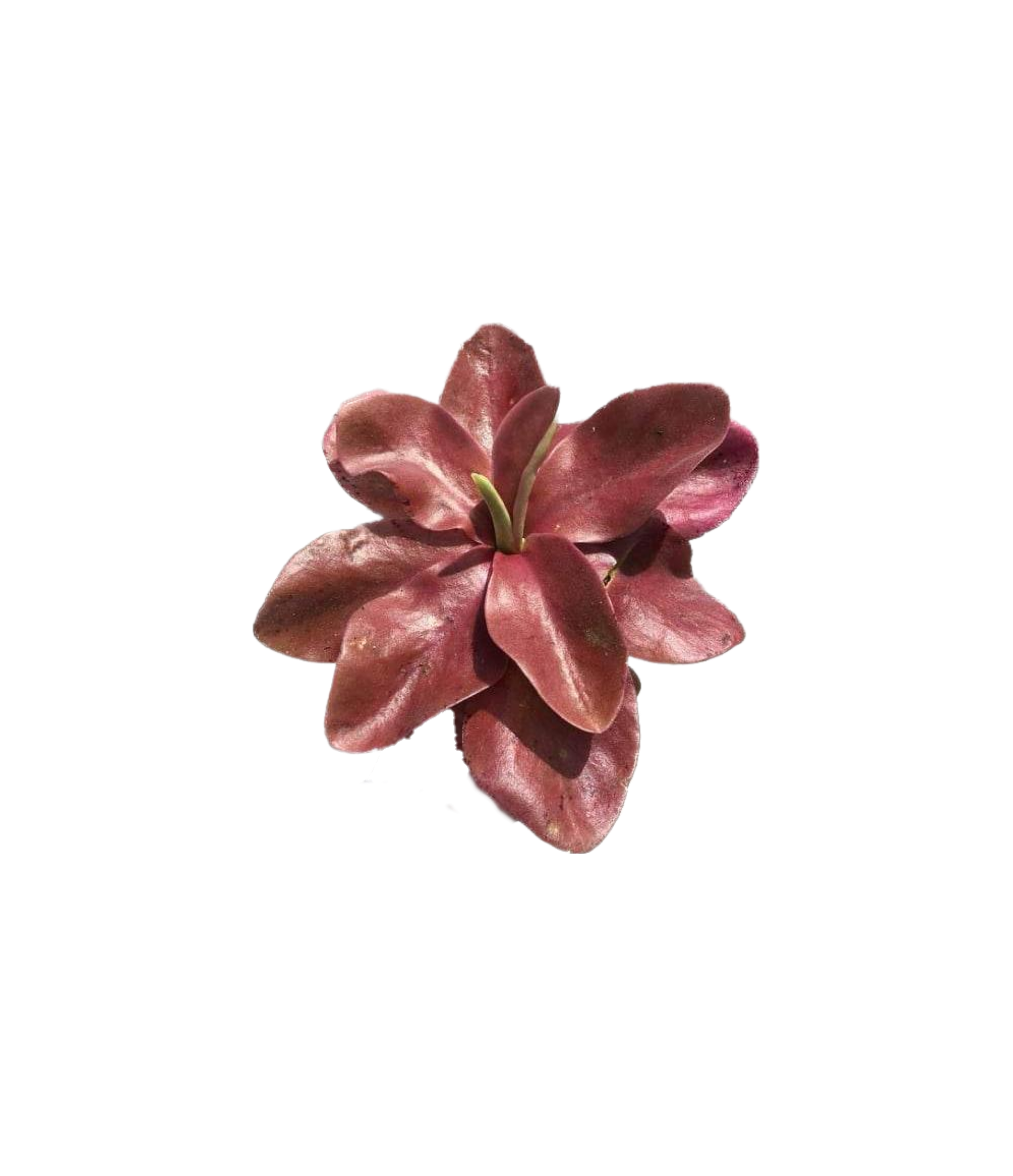 Pinguicula gigantea red