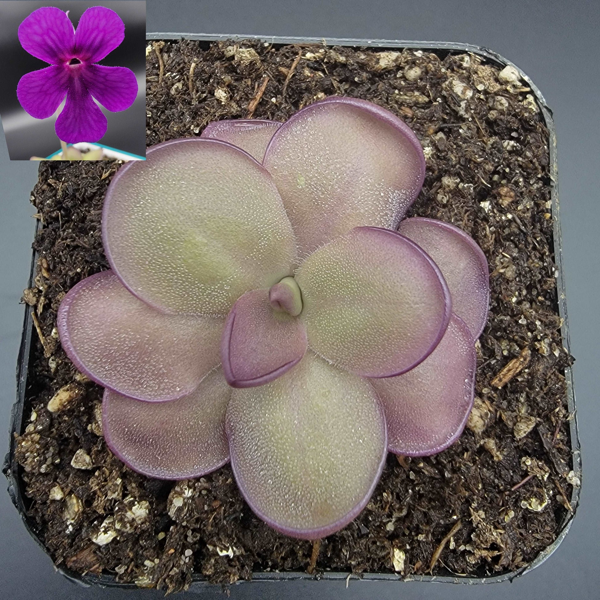Pinguicula "Leilani" Rainbow Carnivorous Plants LLC