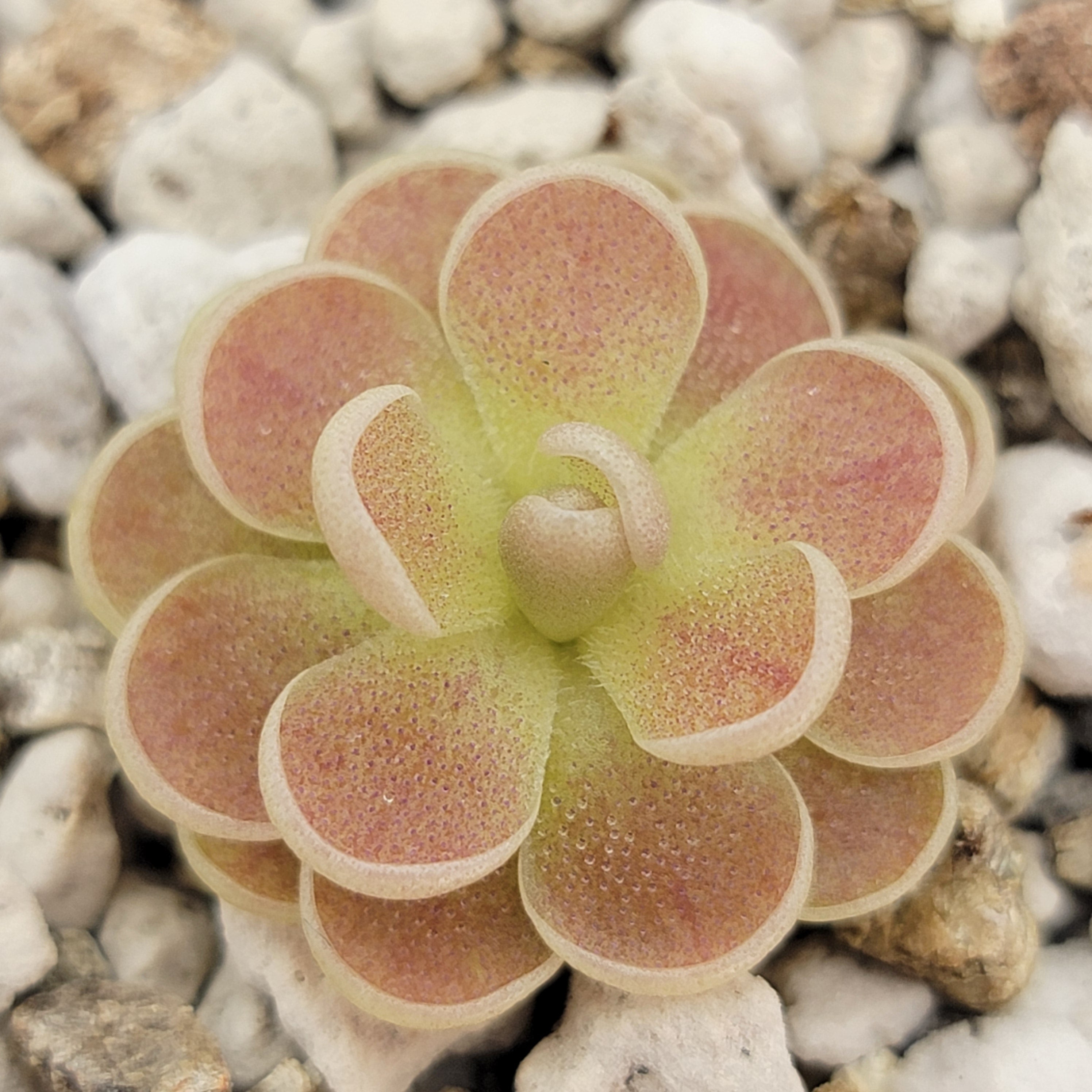 Pinguicula spec. "Minas des Asbestos" Rainbow Carnivorous Plants LLC