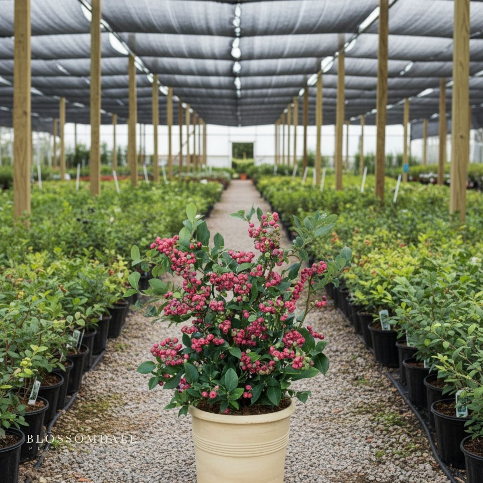 Pink Lemonade Blueberry Shrub - ornamental blueberry shrub