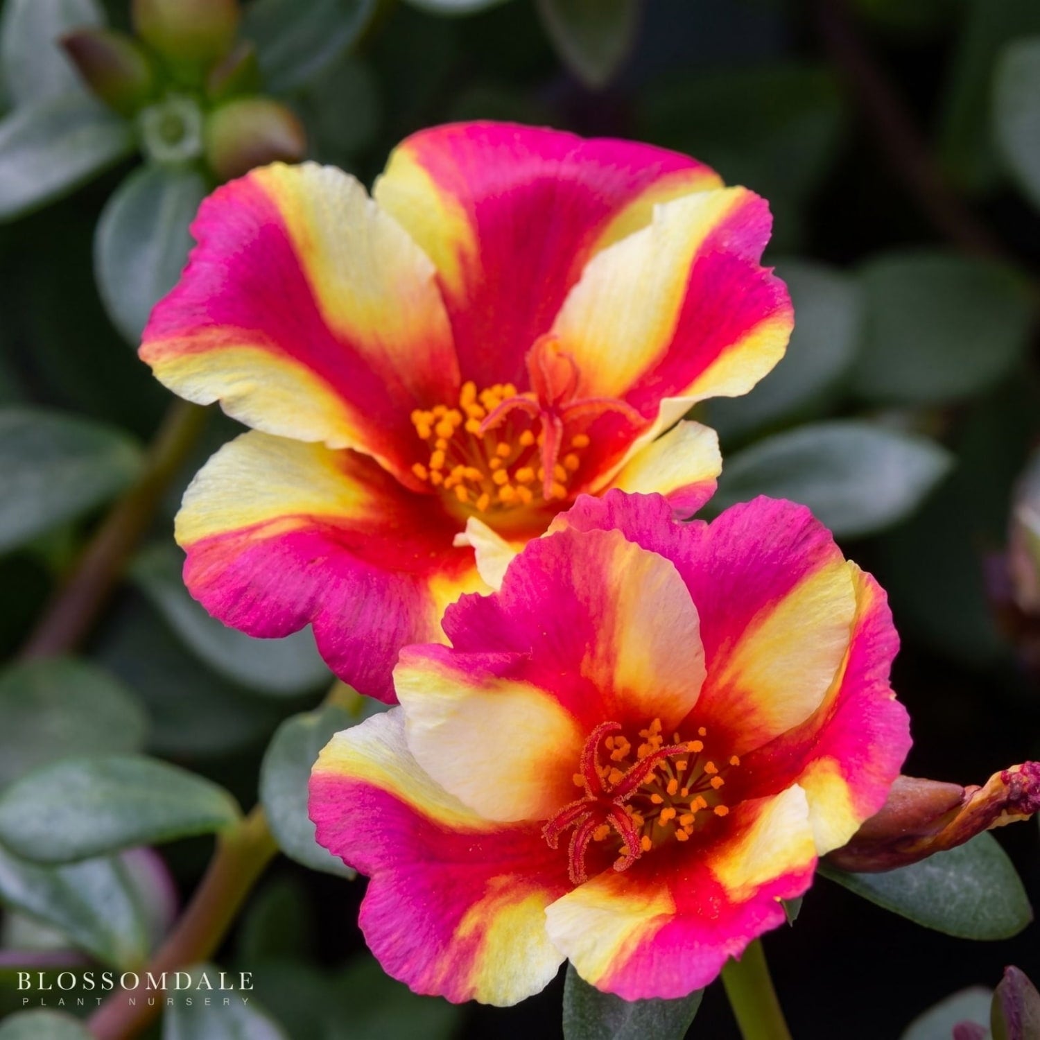 portulaca succulent varieties Portulaca 'Seaglass Watermelon Punch'