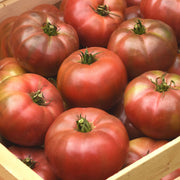 Darkstar Hybrid Tomato Seeds