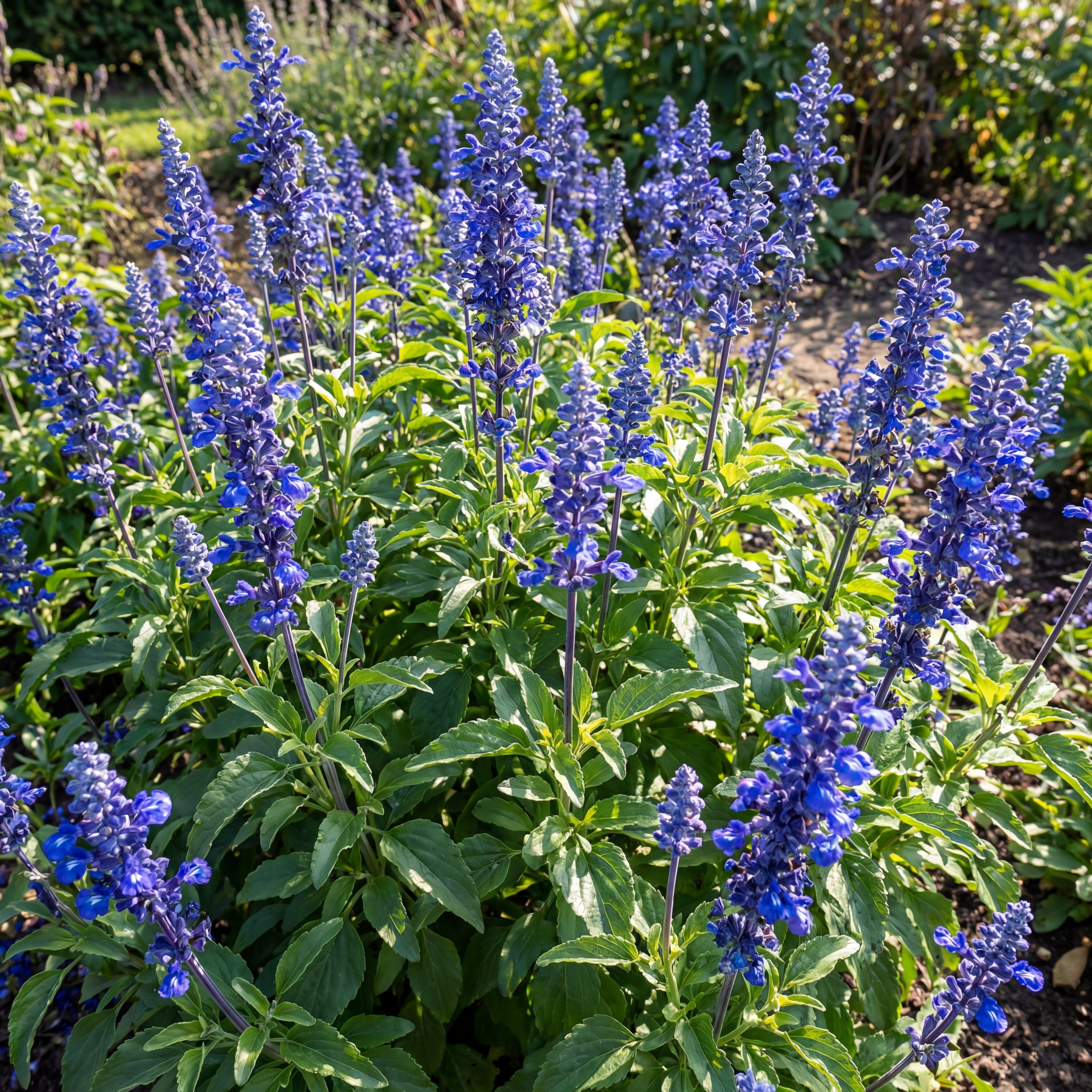 Sirius Blue Salvia - blue salvia plant