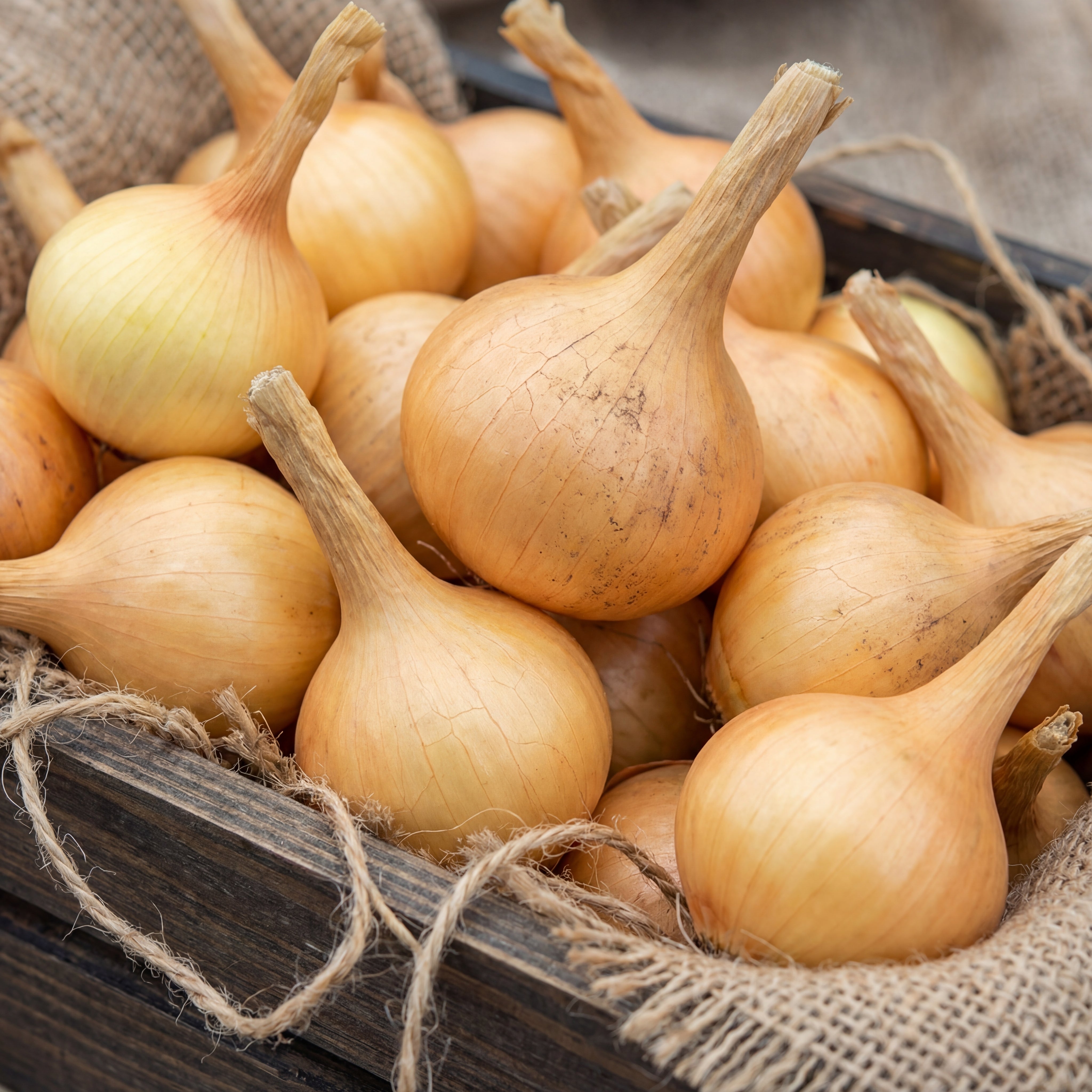 planting walla walla onion seeds Allium cepa Walla Walla Onion - Walla Walla sweet onion