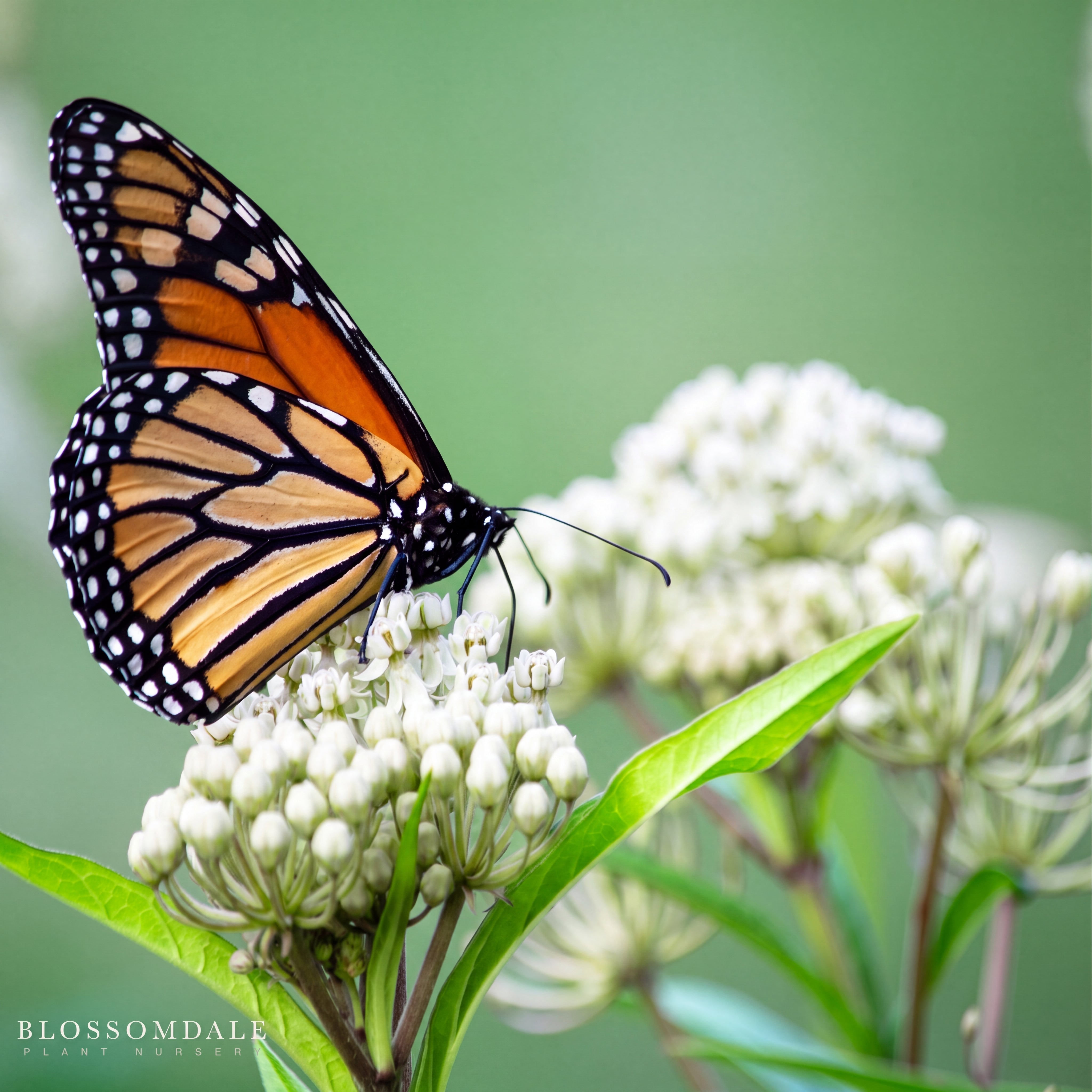 Milkmaid Milkweed 'Asclepias incarnata'