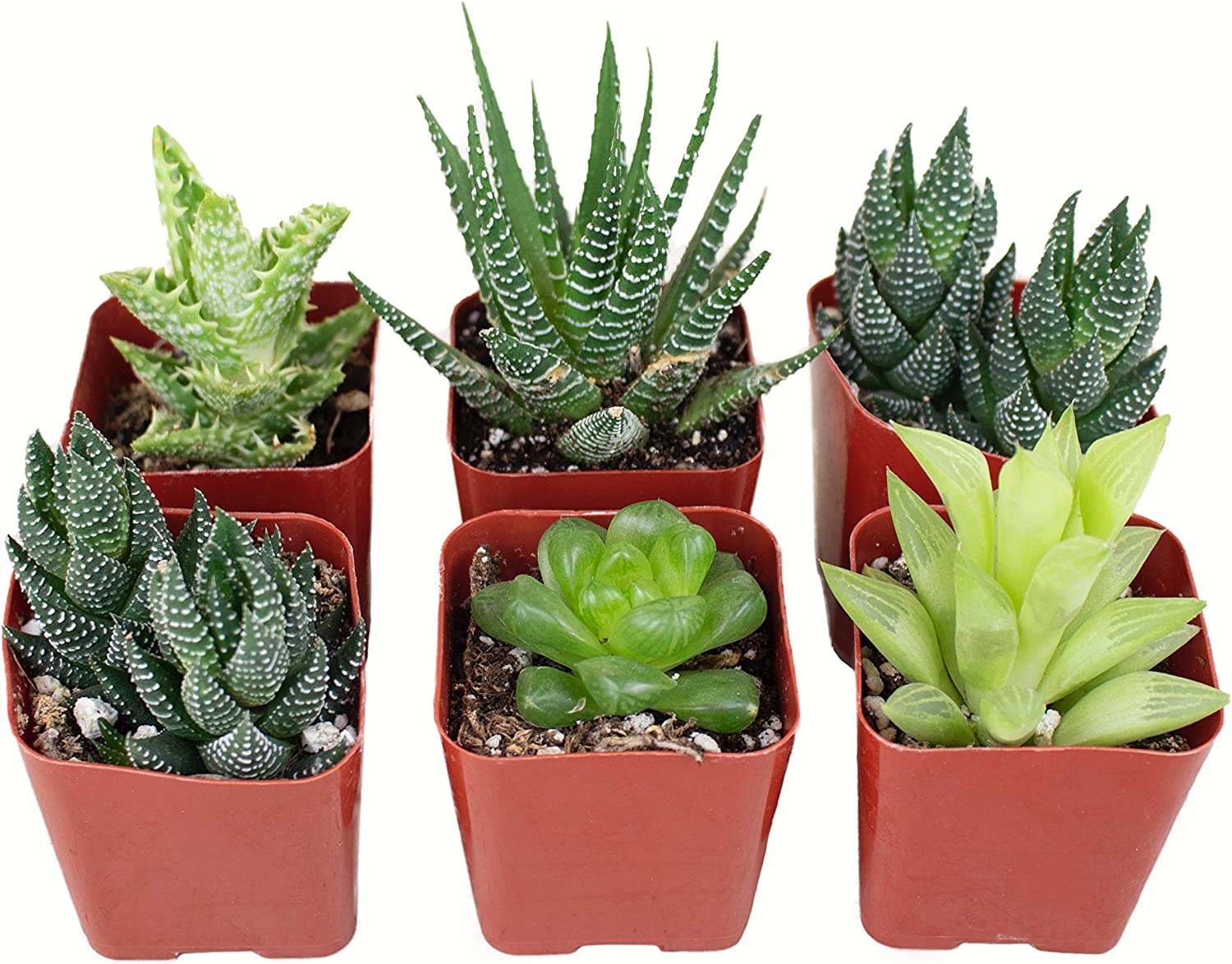 Assorted Mini Aloe & Haworthia Collection