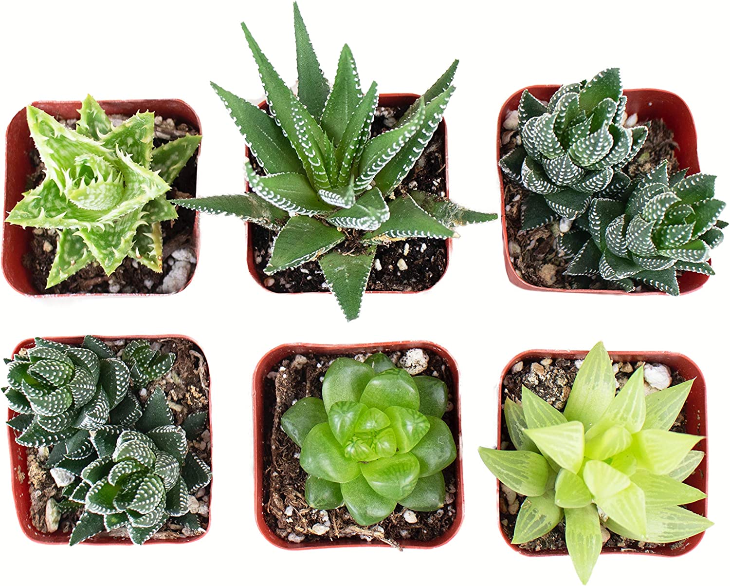 Assorted Mini Aloe & Haworthia Collection