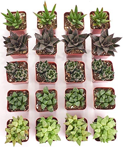 Assorted Mini Aloe & Haworthia Collection