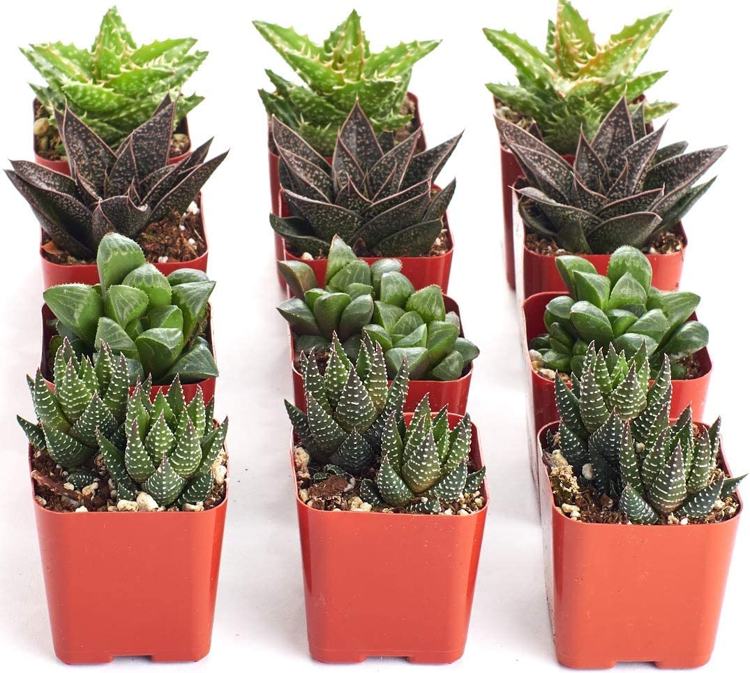 Assorted Mini Aloe & Haworthia Collection