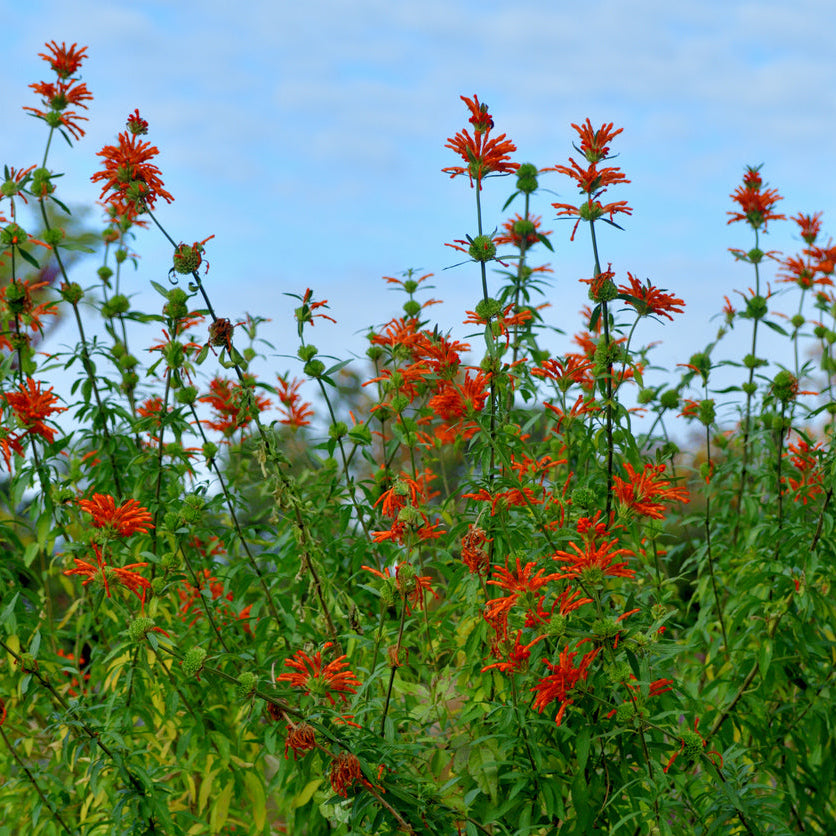 Lion's Tail Leonotis leonurus