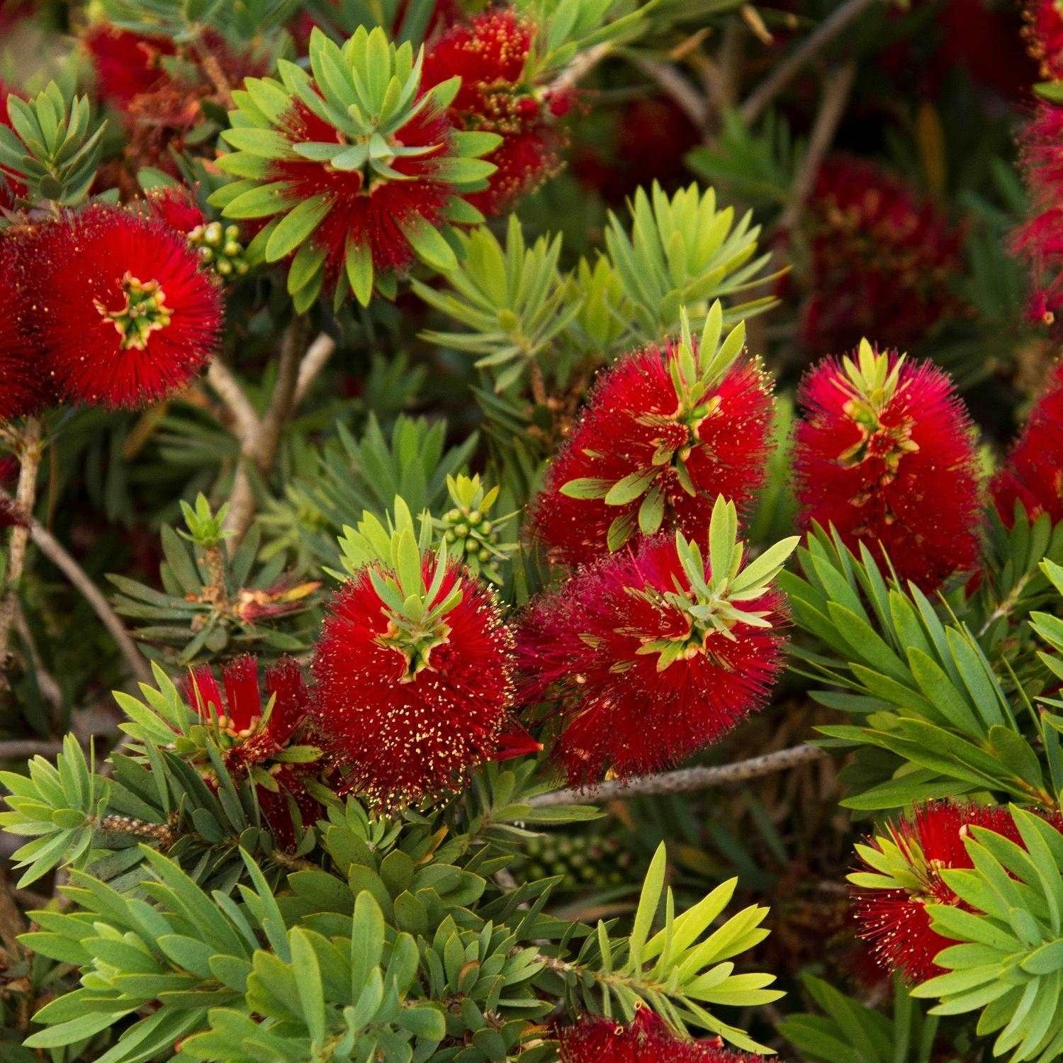 Little John Bottlebrush