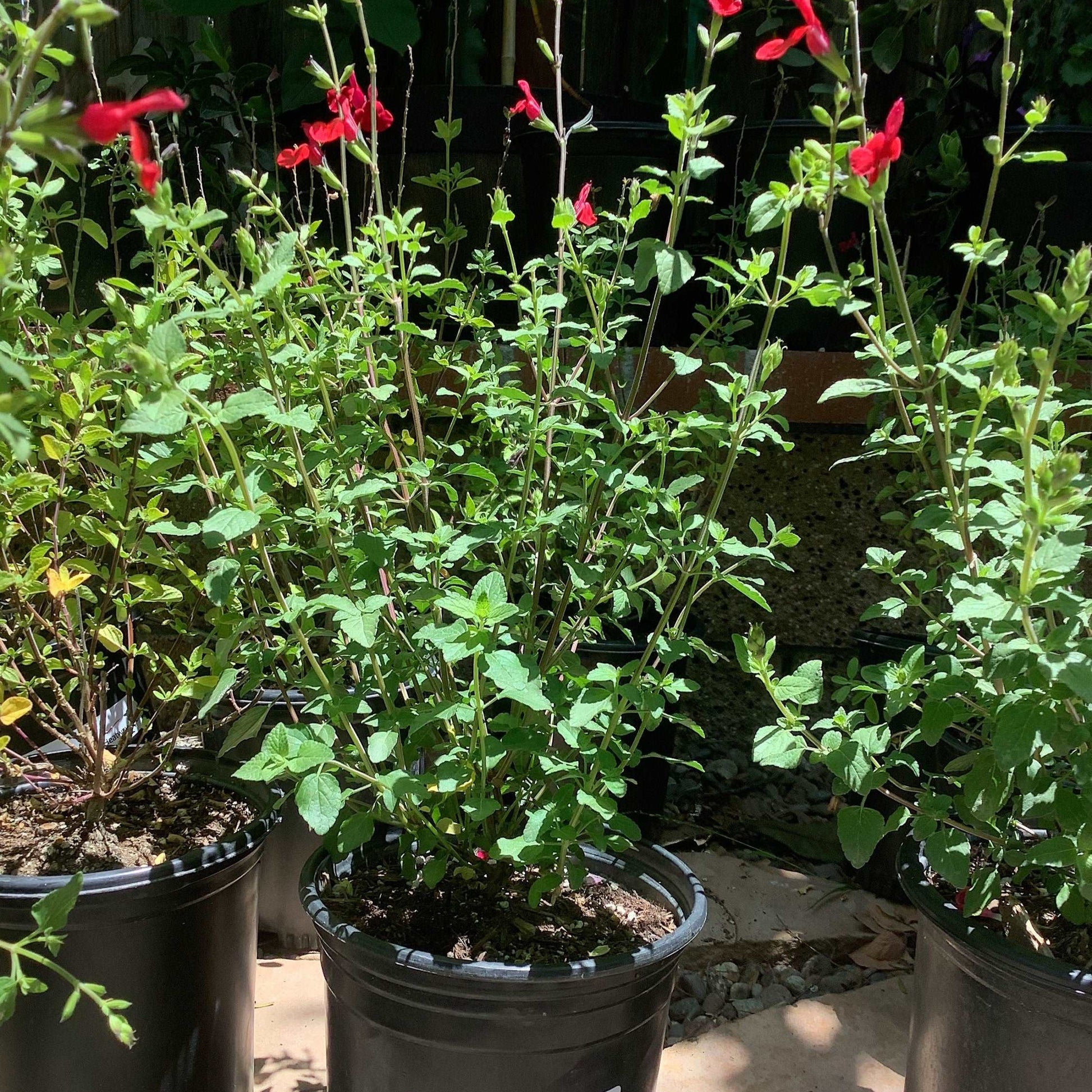 Hot Lips Sage Salvia microphylla