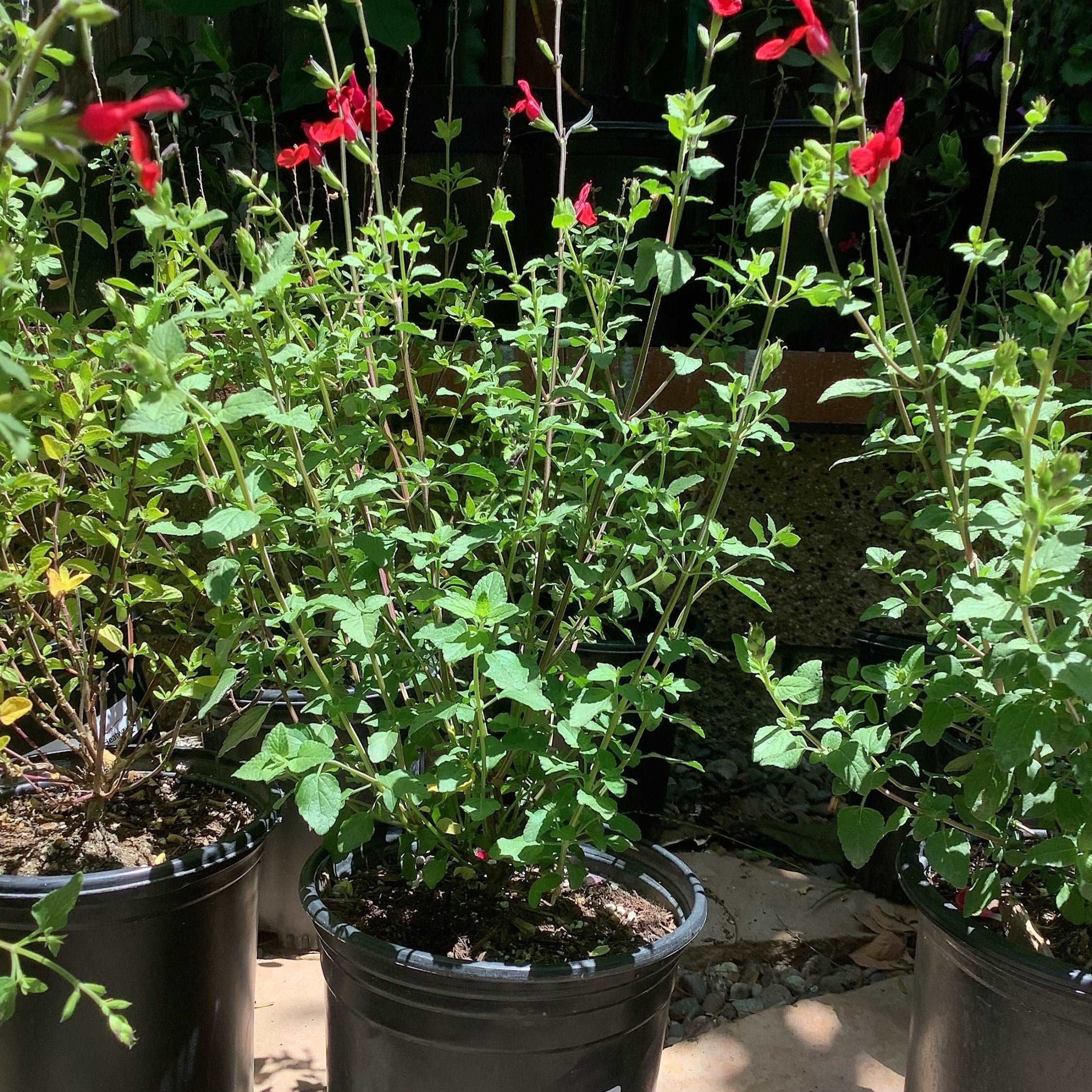 Hot Lips Sage Salvia microphylla